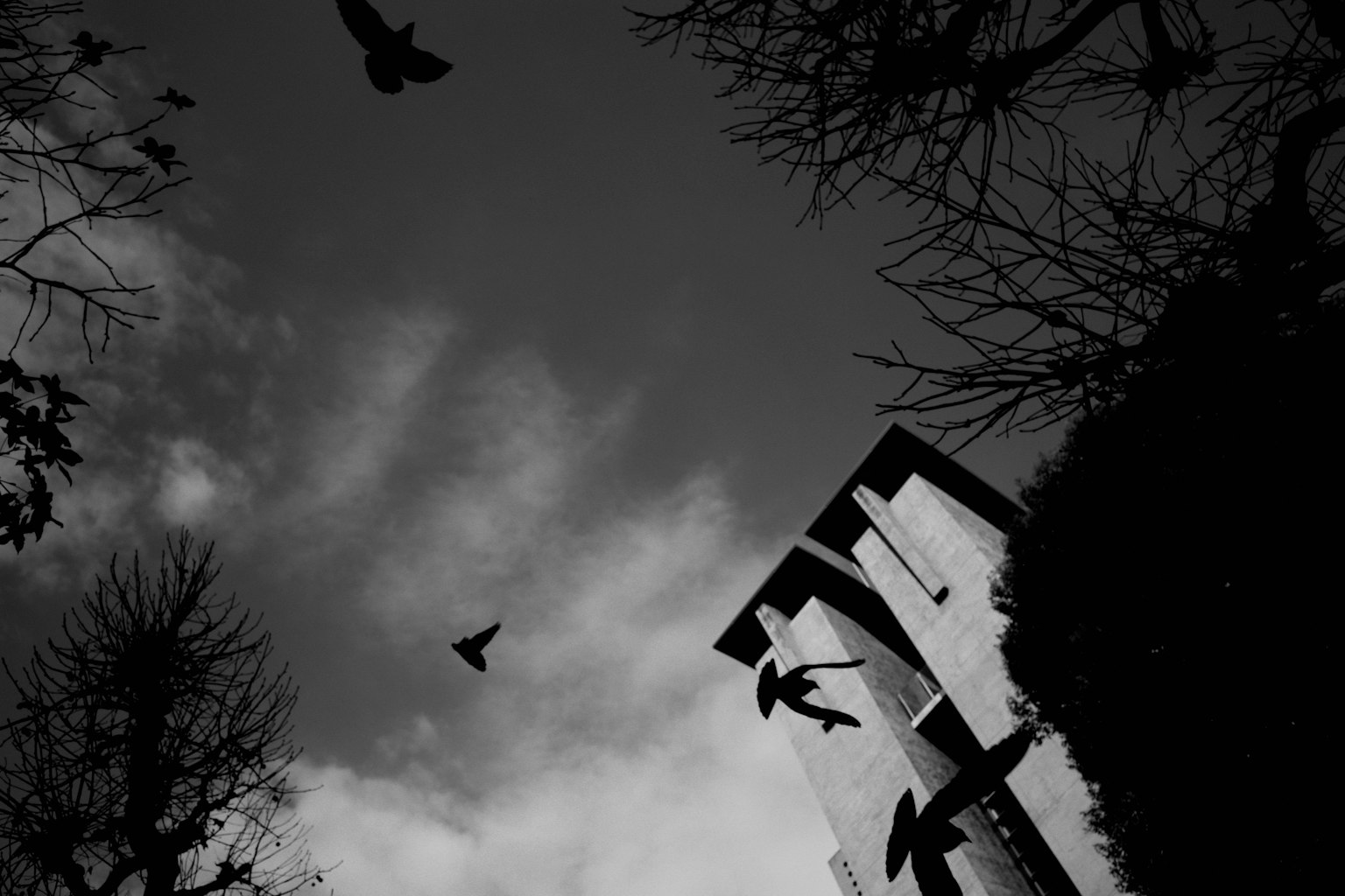Silhouette d'oiseaux volant contre un ciel monochrome et un bâtiment