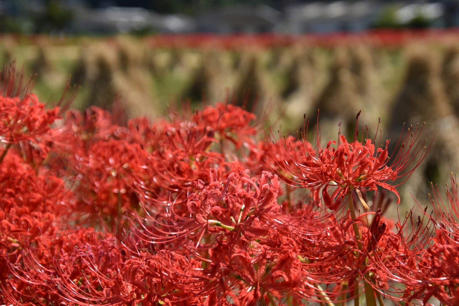 Field of red spider lilies with straw bundles in the background
