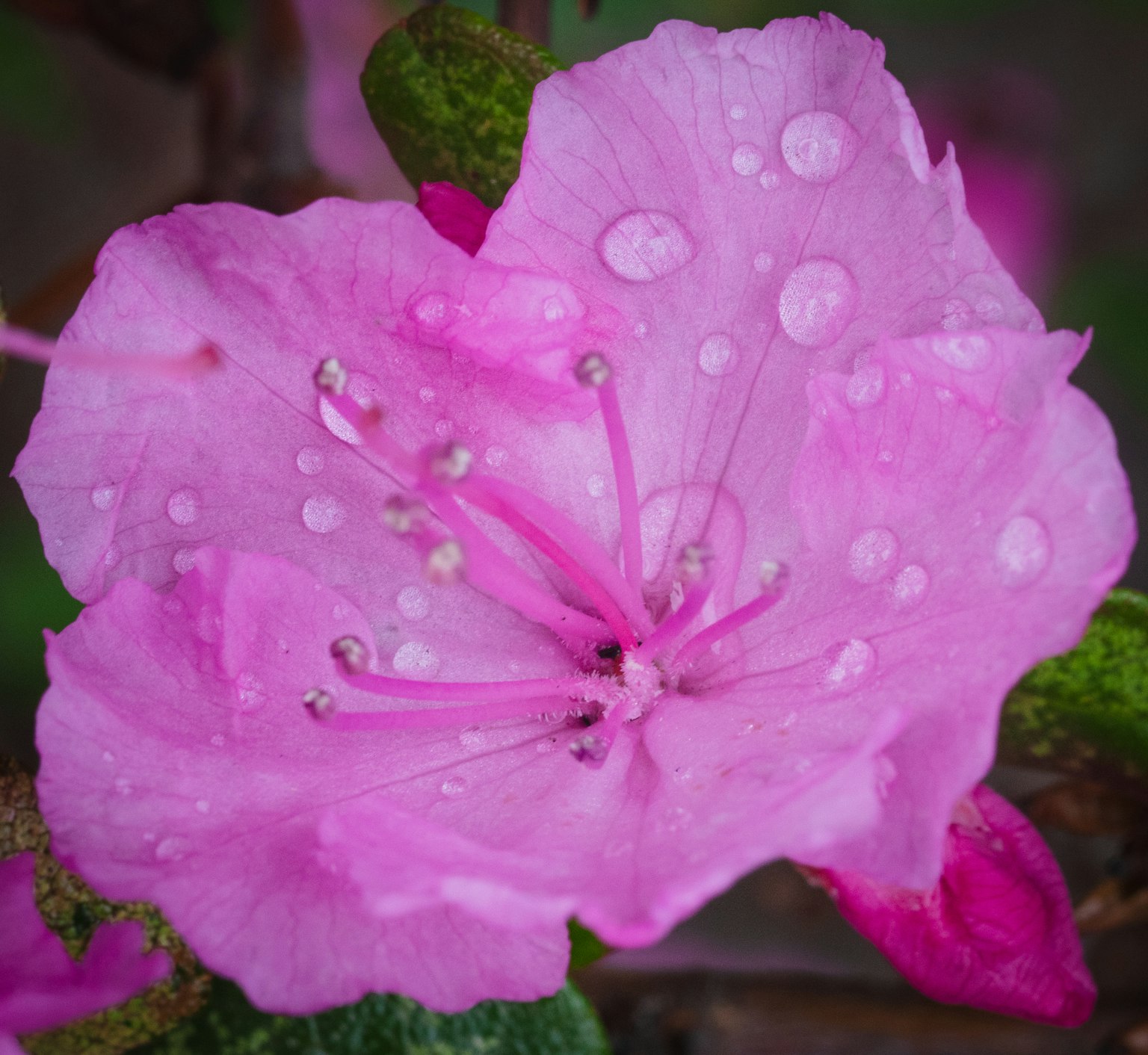 Hermosa flor rosa con gotas de agua en los pétalos