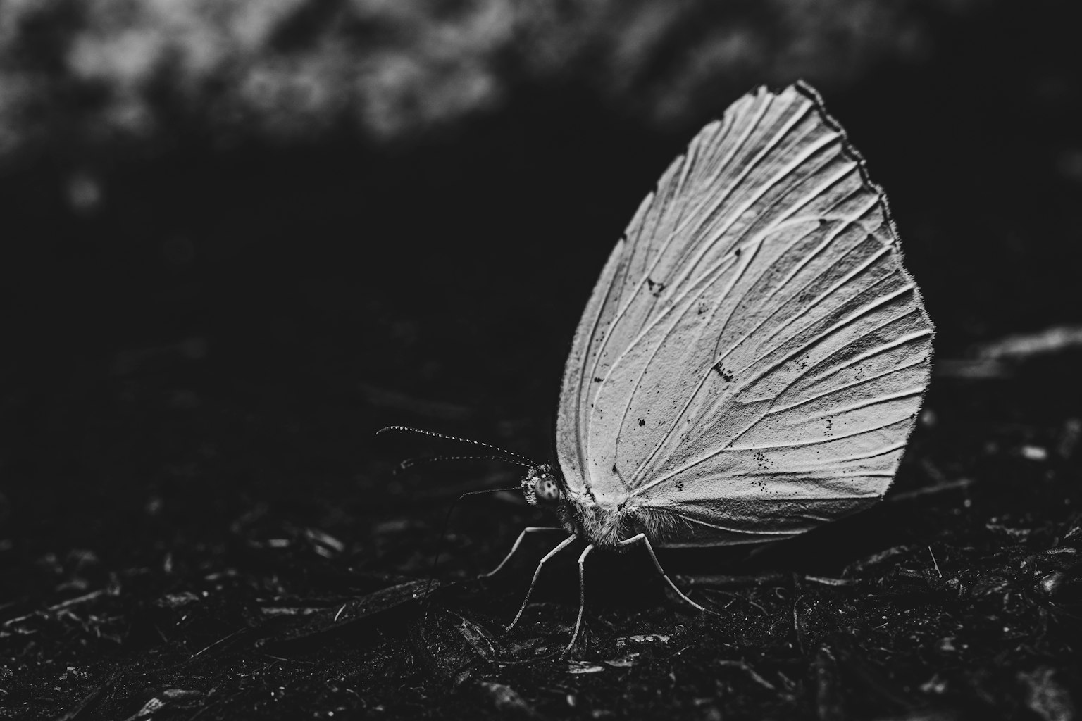 Một con bướm trắng đang nghỉ trên bề mặt tối