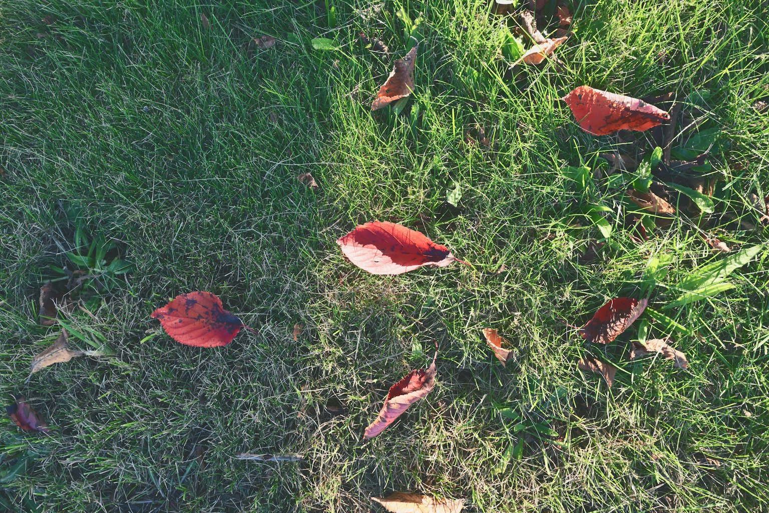 綠色草地上的紅色葉子散落