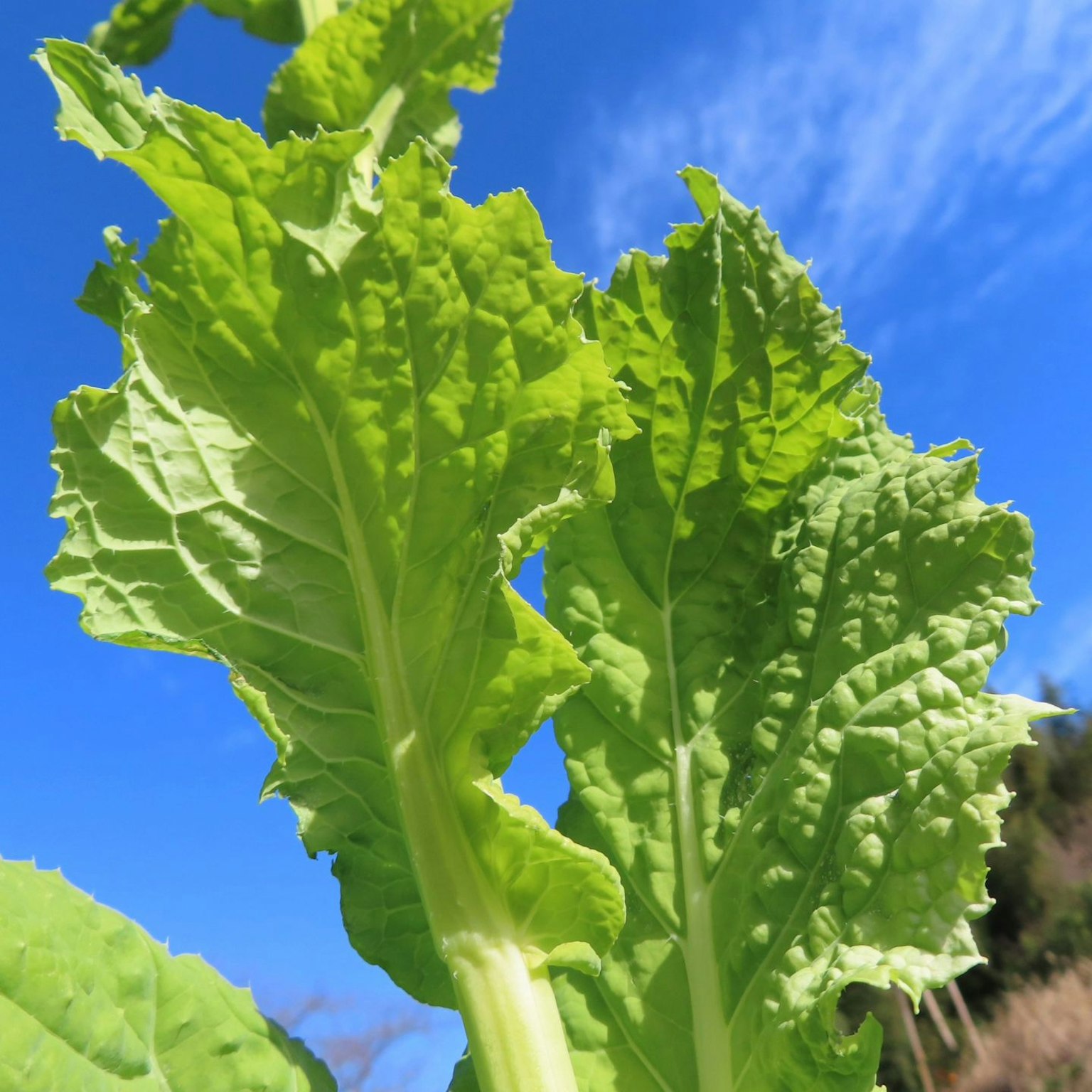 Feuilles vertes vives sous un ciel bleu