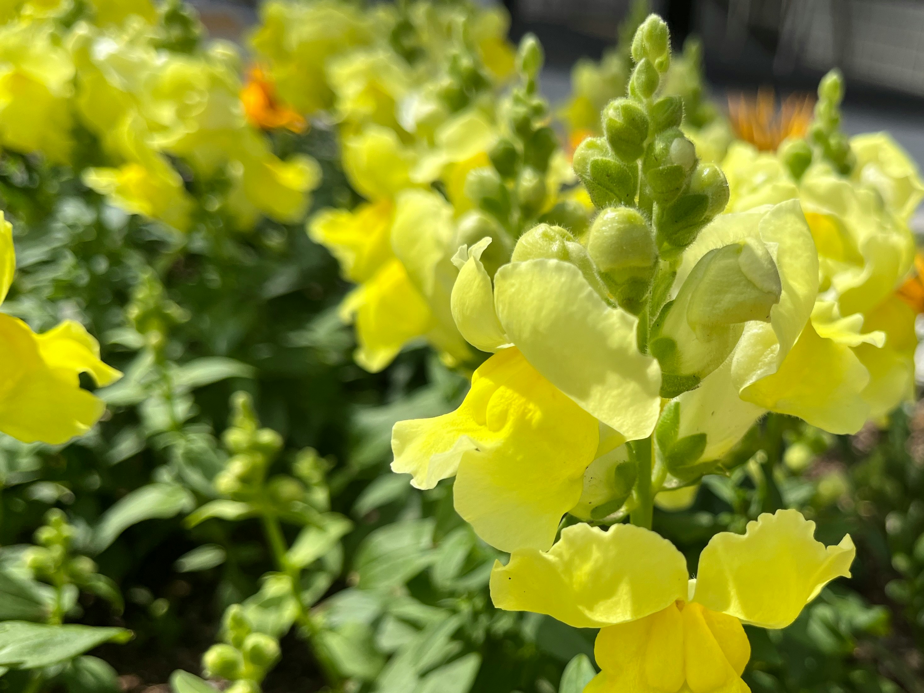 黄色い花が咲き並ぶ花壇のクローズアップ