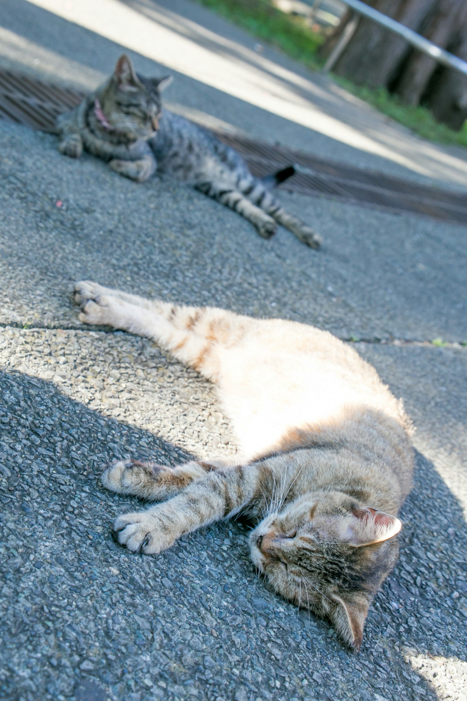 Due gatti sdraiati al sole uno è arancione e l'altro è striato