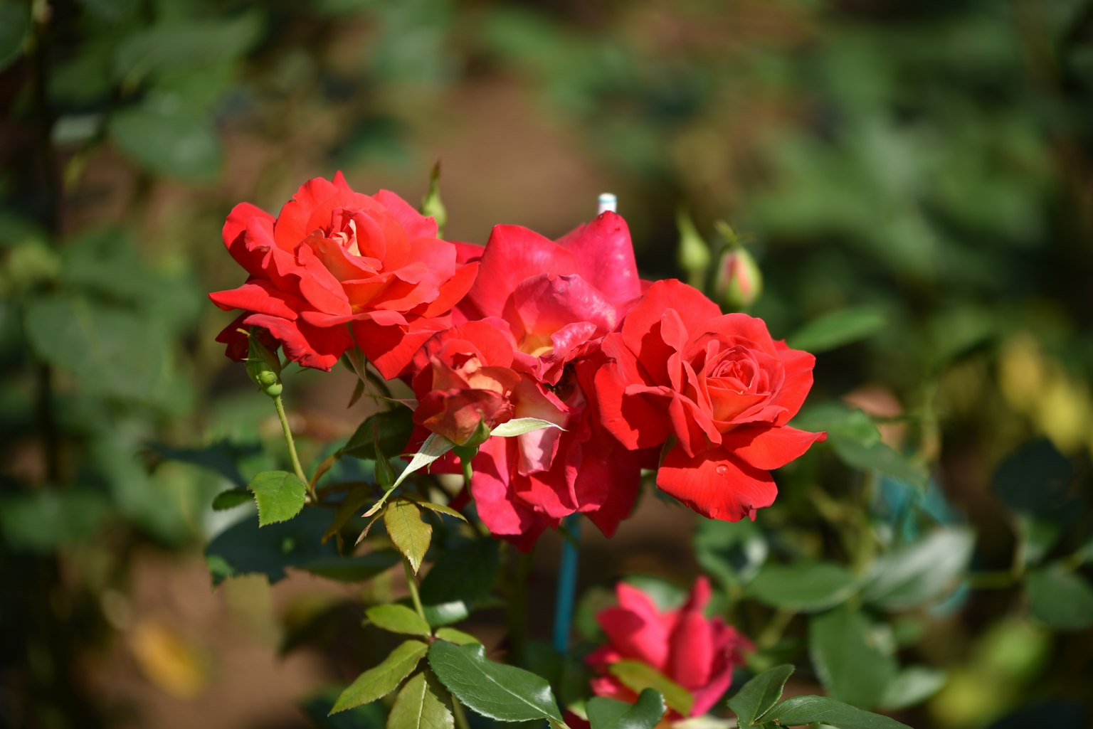 Rosas rojas vibrantes en flor con hojas verdes
