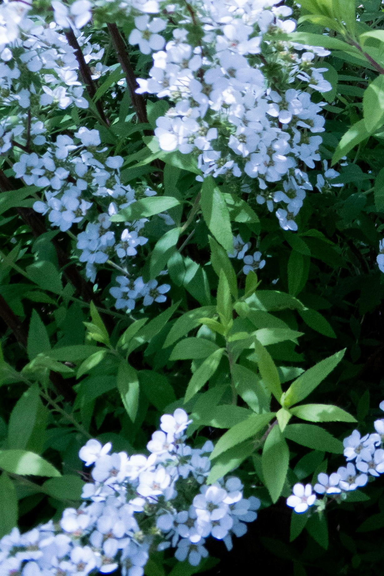 春の花が咲く緑の茂み