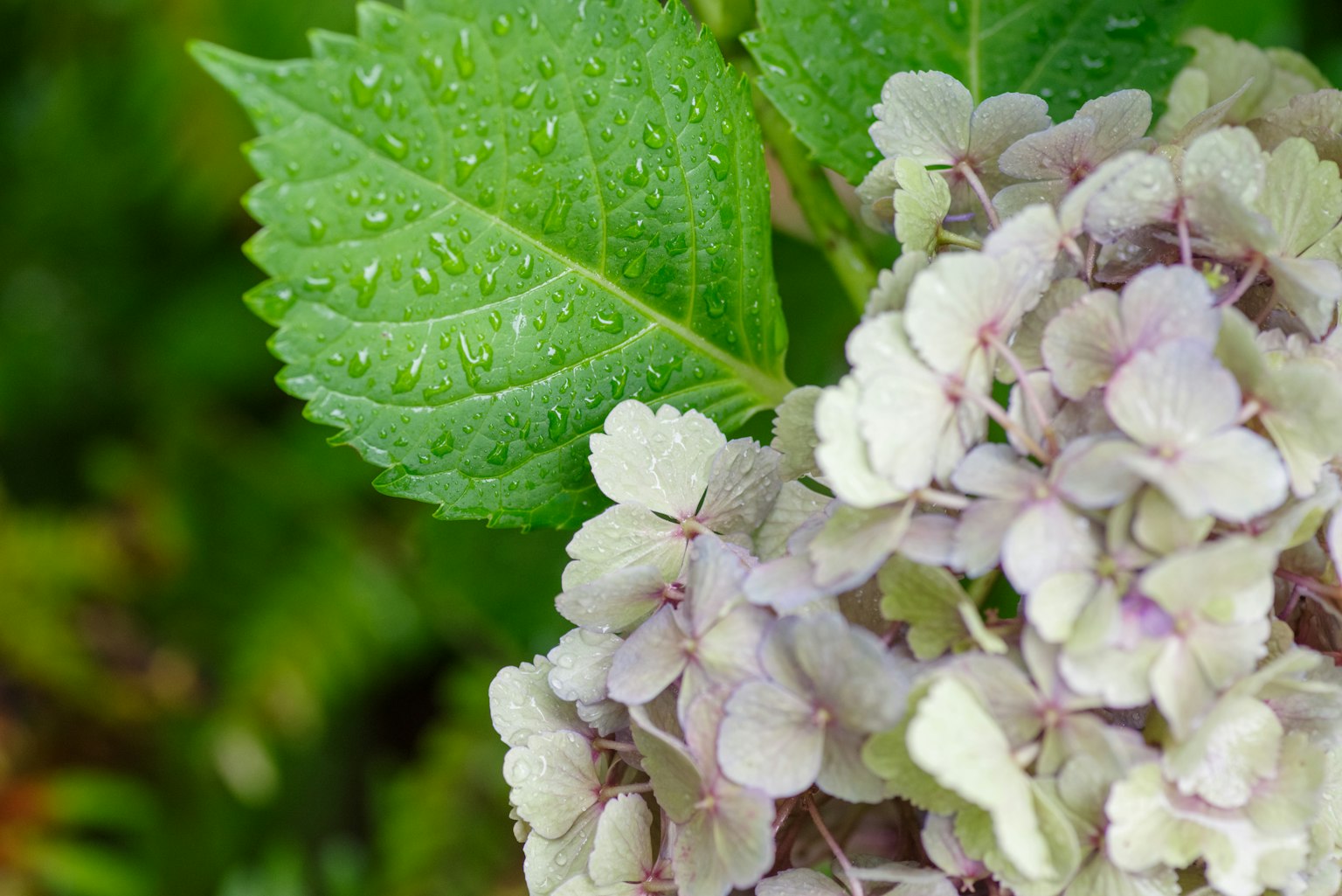 Grünes Blatt mit Wassertropfen und blassen Hortensienblüten