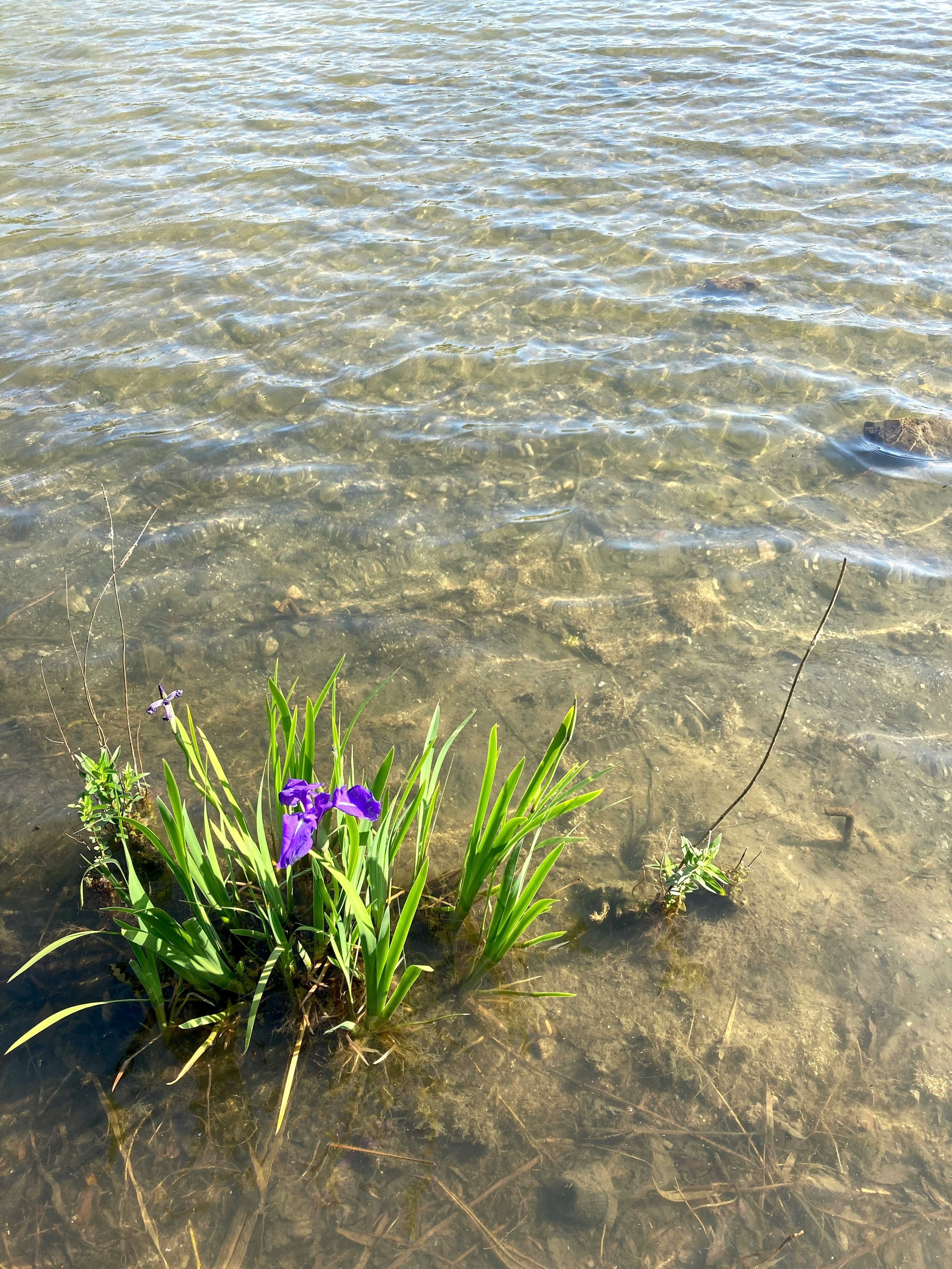 水辺に咲く紫の花と澄んだ浅瀬の波
