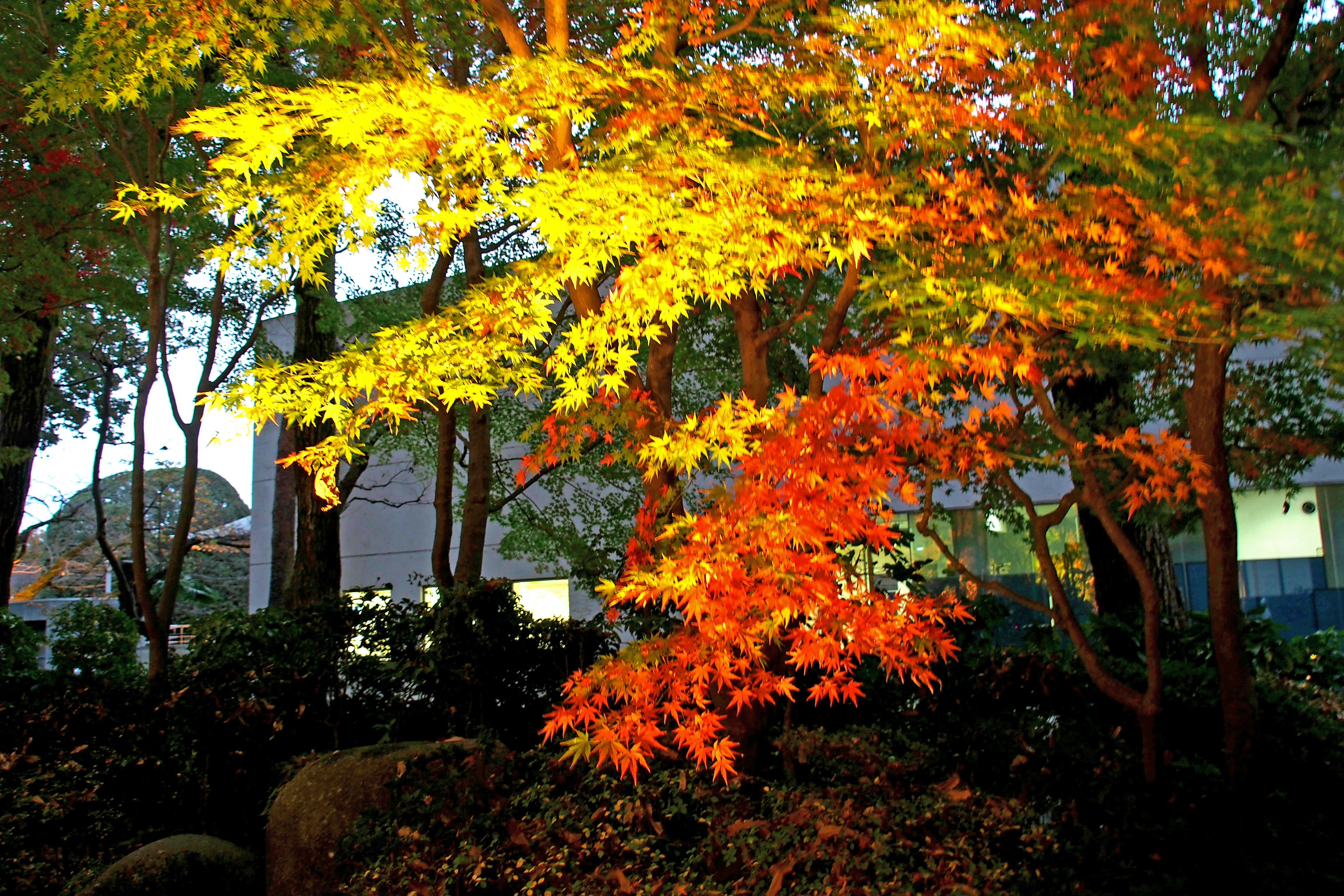 色づくモミジの並木と紅葉の庭