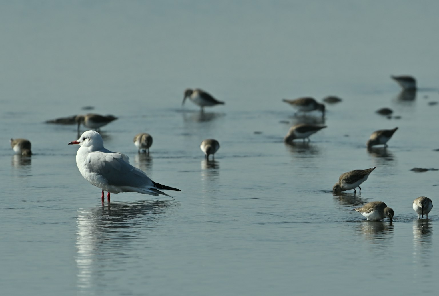 Una gabbiano in piedi vicino all'acqua calma con piccoli uccelli costieri intorno