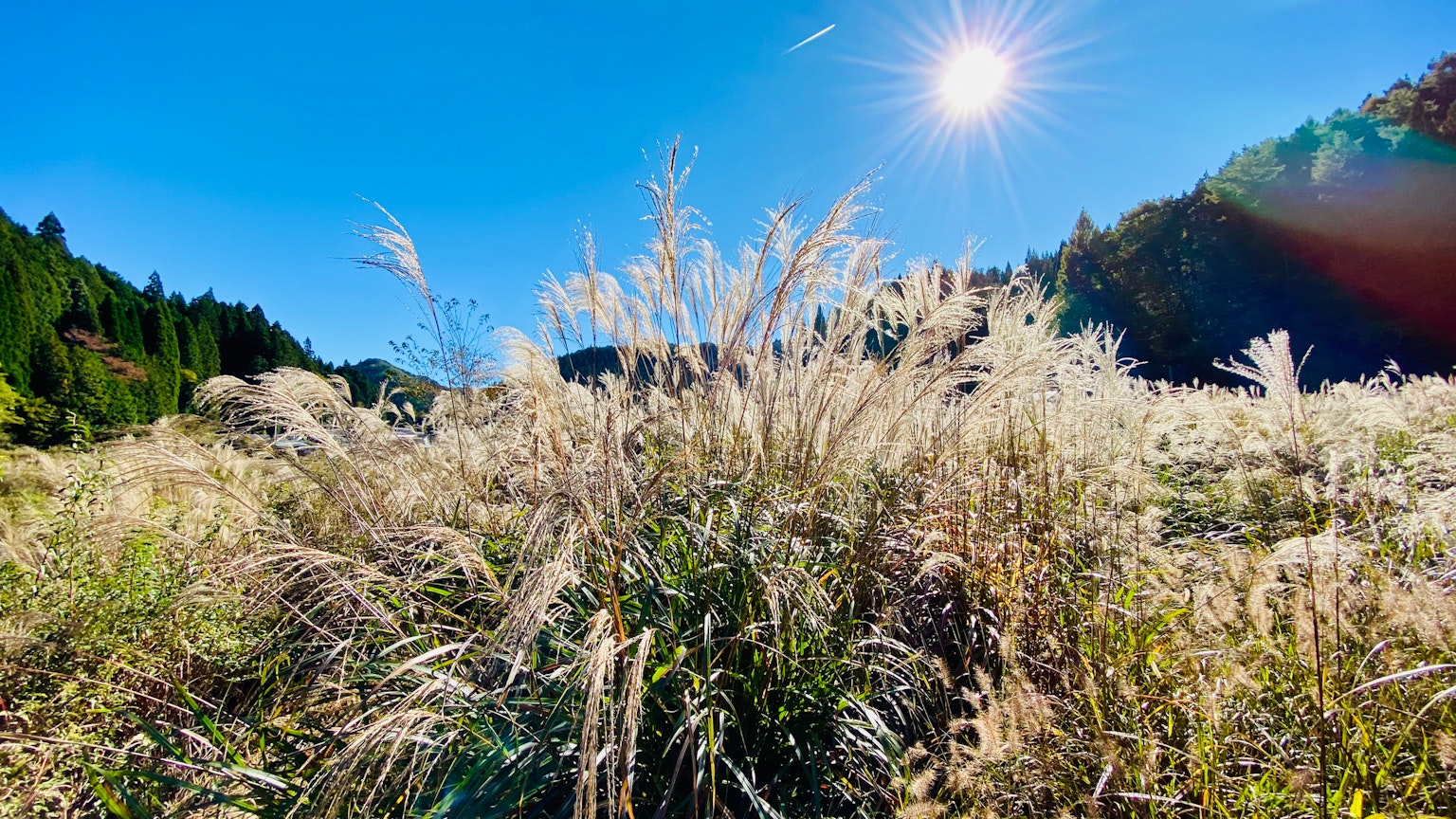 Offenes Feld mit Pampasgras unter einem blauen Himmel und strahlender Sonne