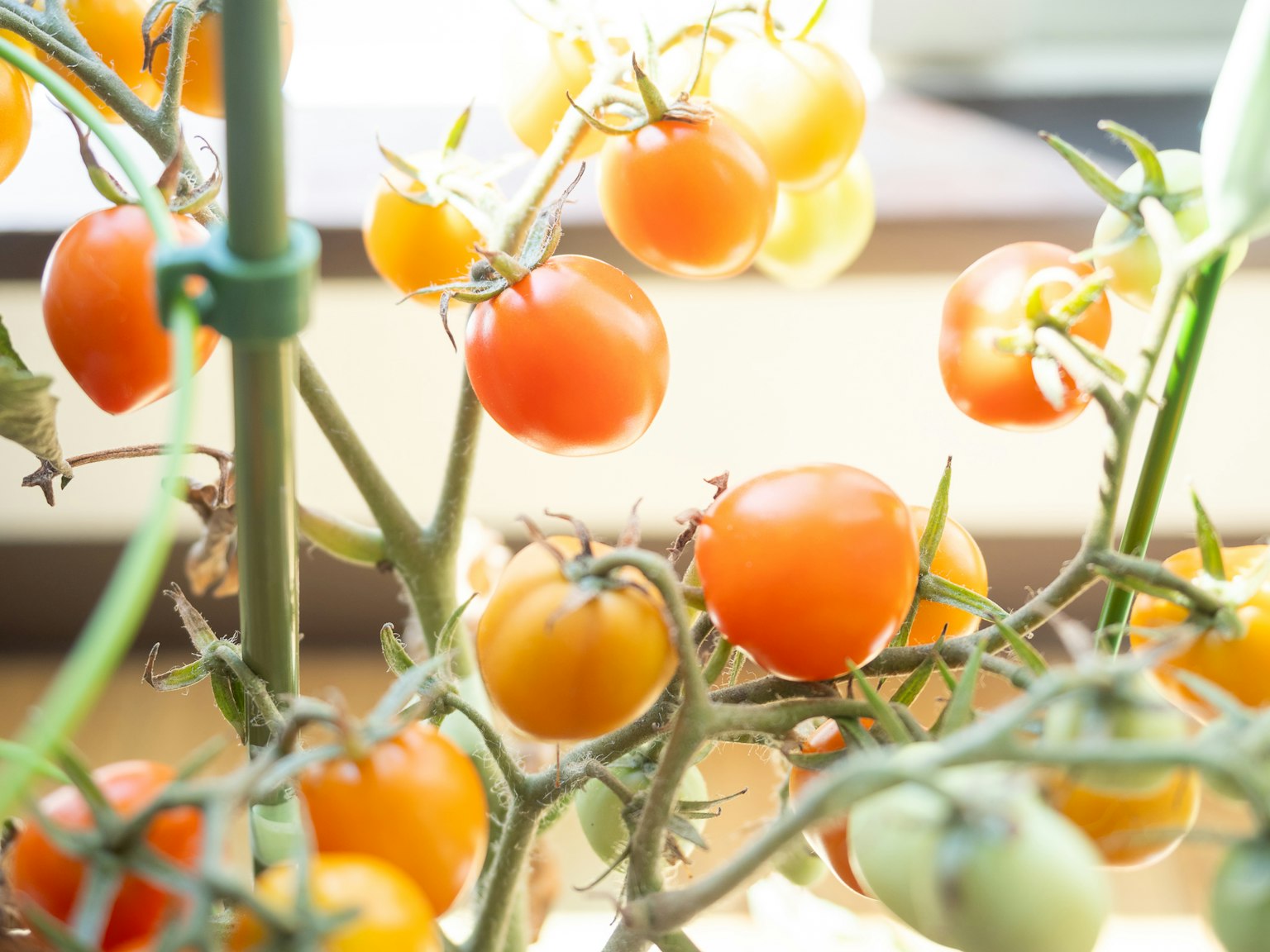 Primo piano di pomodori arancioni e gialli che crescono su una pianta