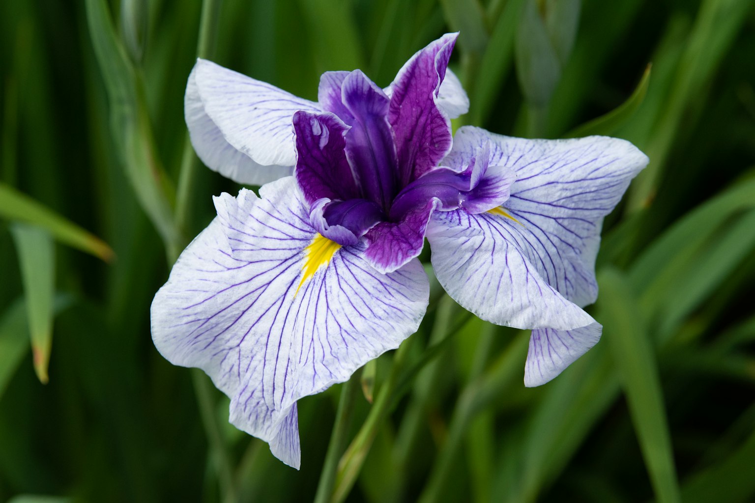 Irisblüte mit lila Blütenblättern und weißen Streifen
