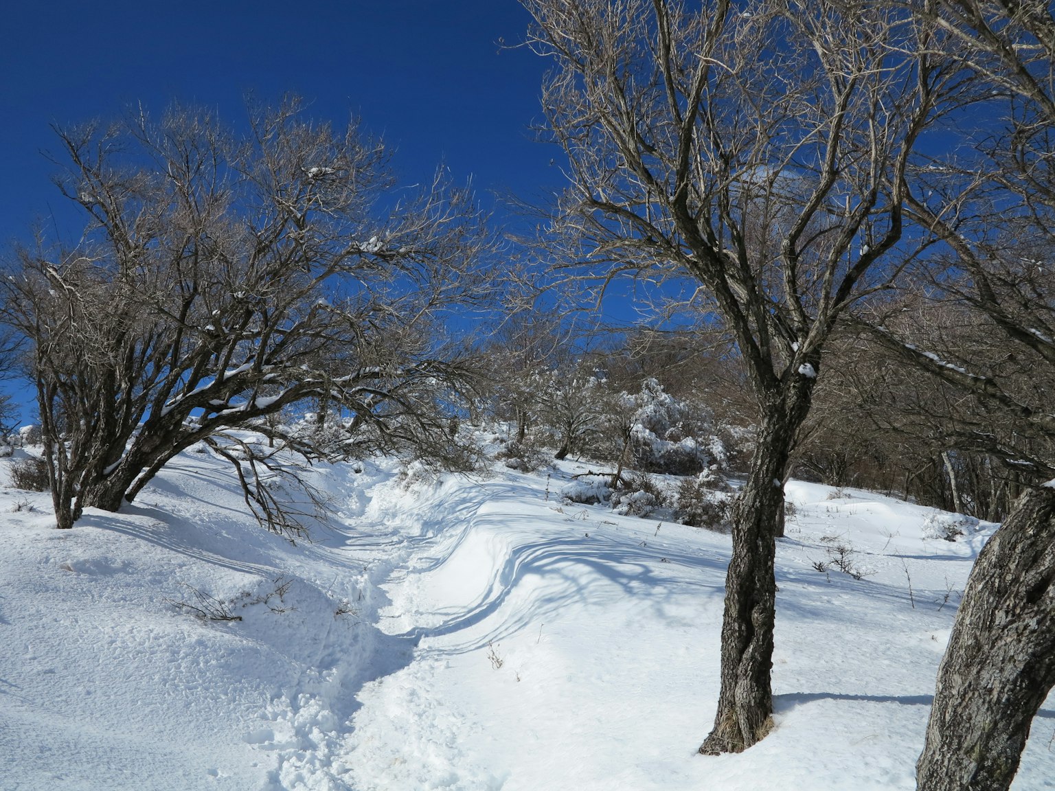 冬季风景，覆盖着雪的小路和光秃的树木