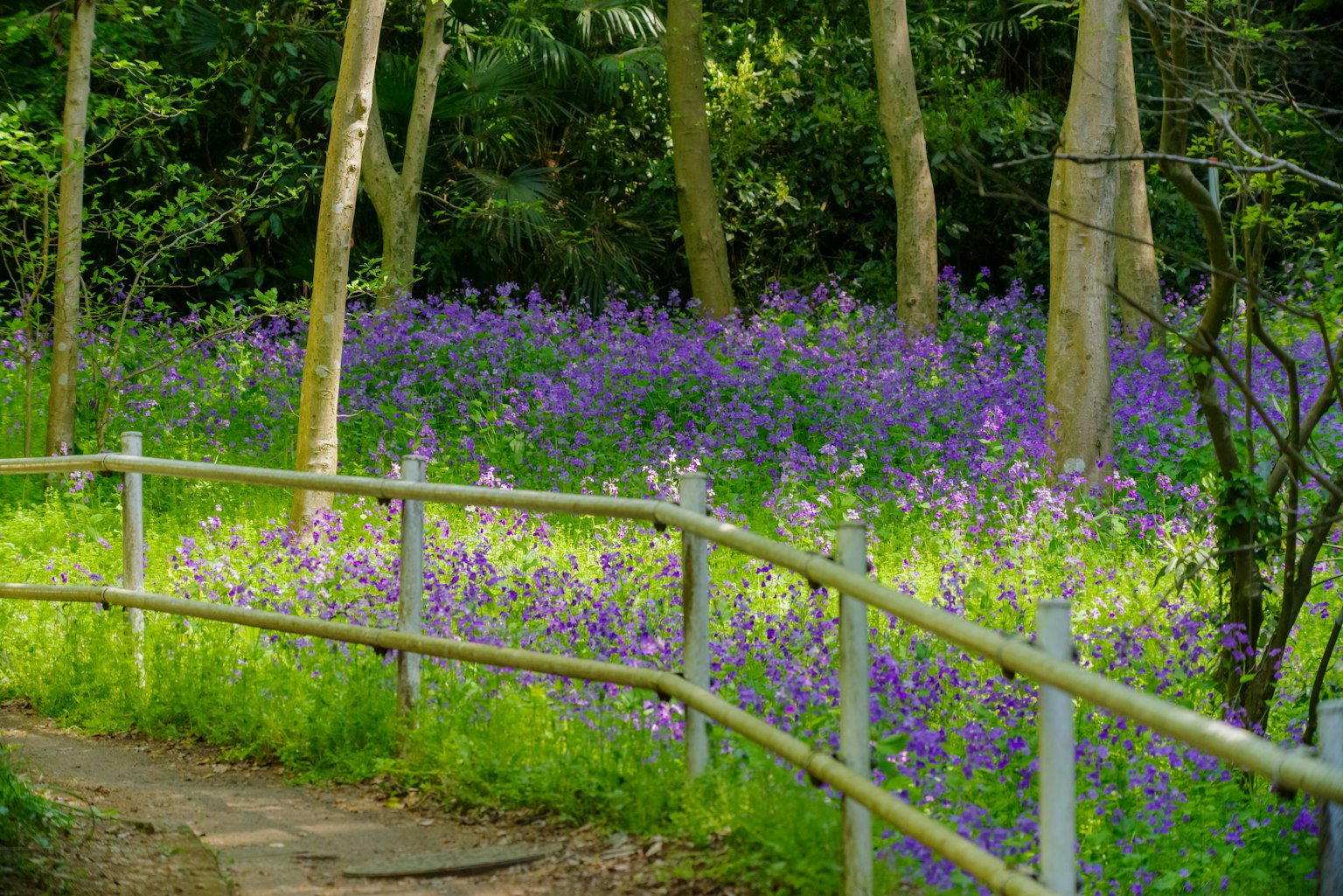 Un chemin sinueux à travers un champ de fleurs violettes vibrant entouré d'arbres verts