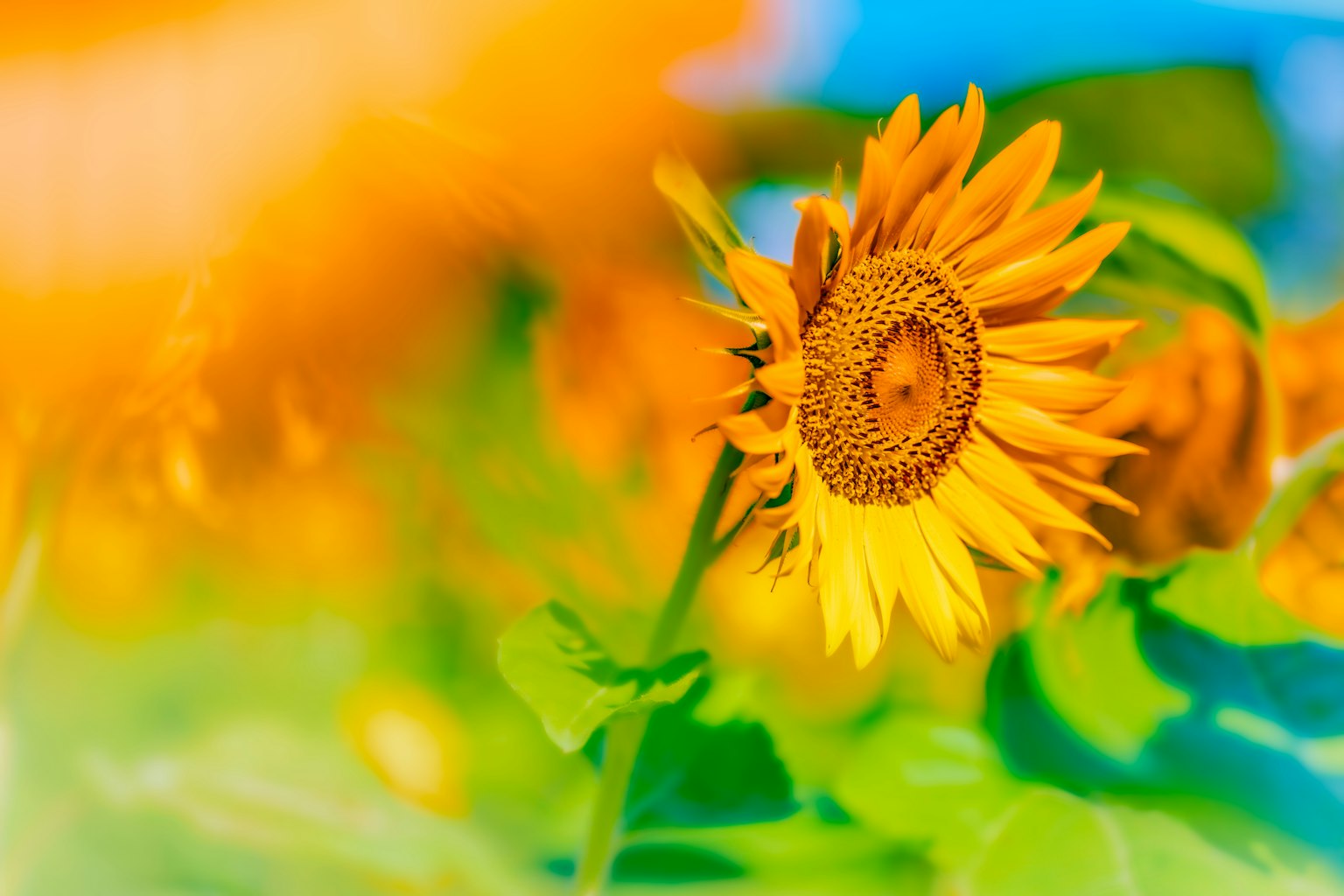 푸른 하늘 아래에서 피어나는 생생한 해바라기와 다채로운 배경