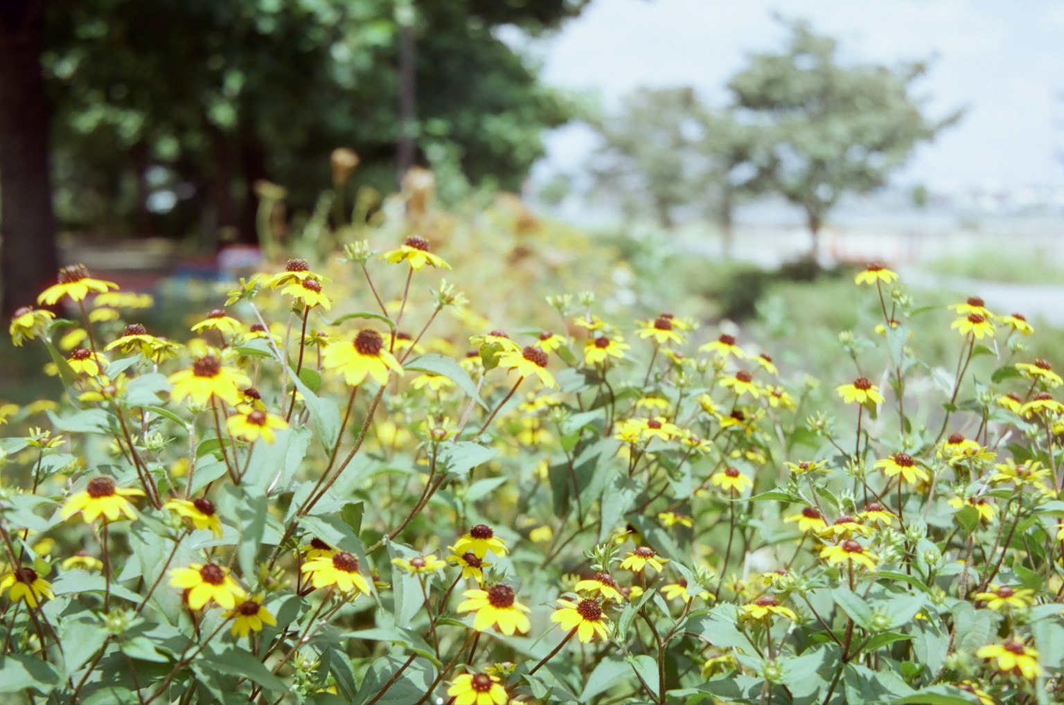 ทุ่งดอกไม้สีเหลืองที่มีจุดกลางสีเข้มล้อมรอบด้วยใบเขียว