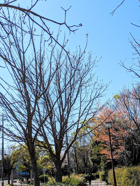 青空の下、並木の落葉樹と紅葉の庭