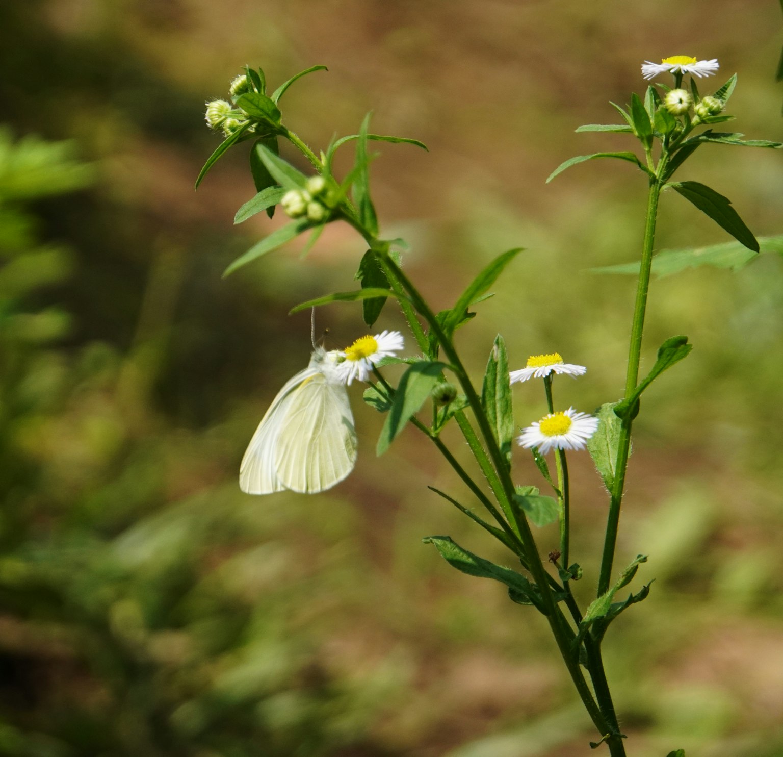 Farfalla bianca appollaiata su fiori con sfondo verde