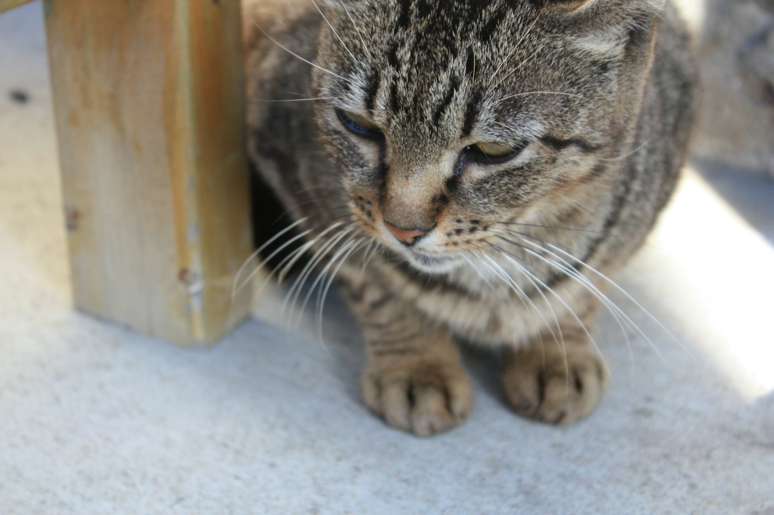 Gato atigrado marrón sentado cerca de un poste de madera