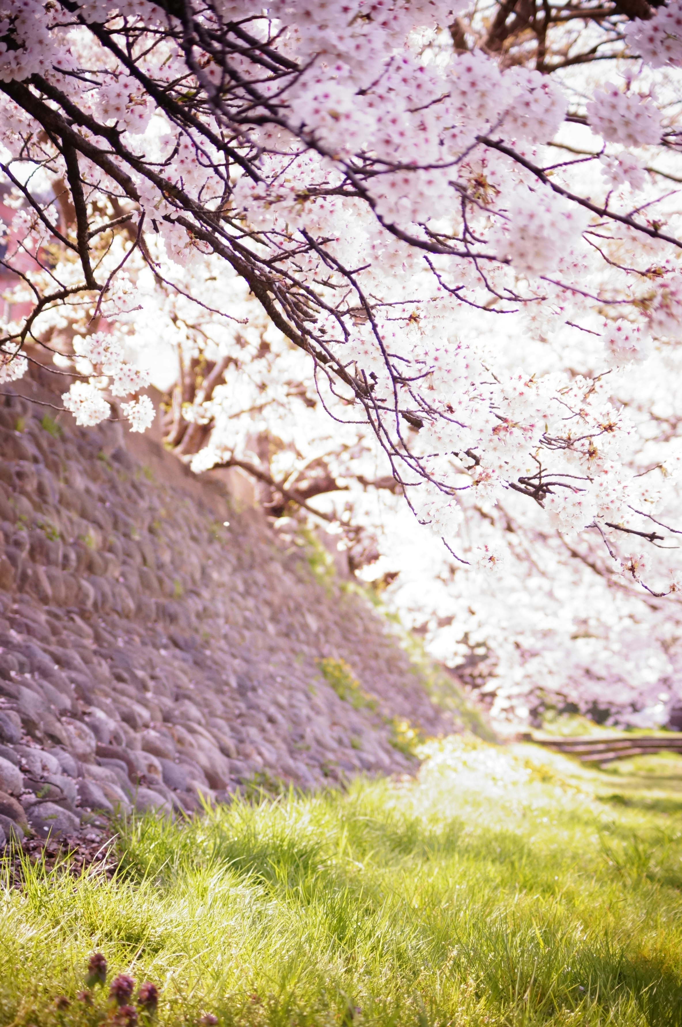 桜の枝が咲く小道と石垣のある春の風景