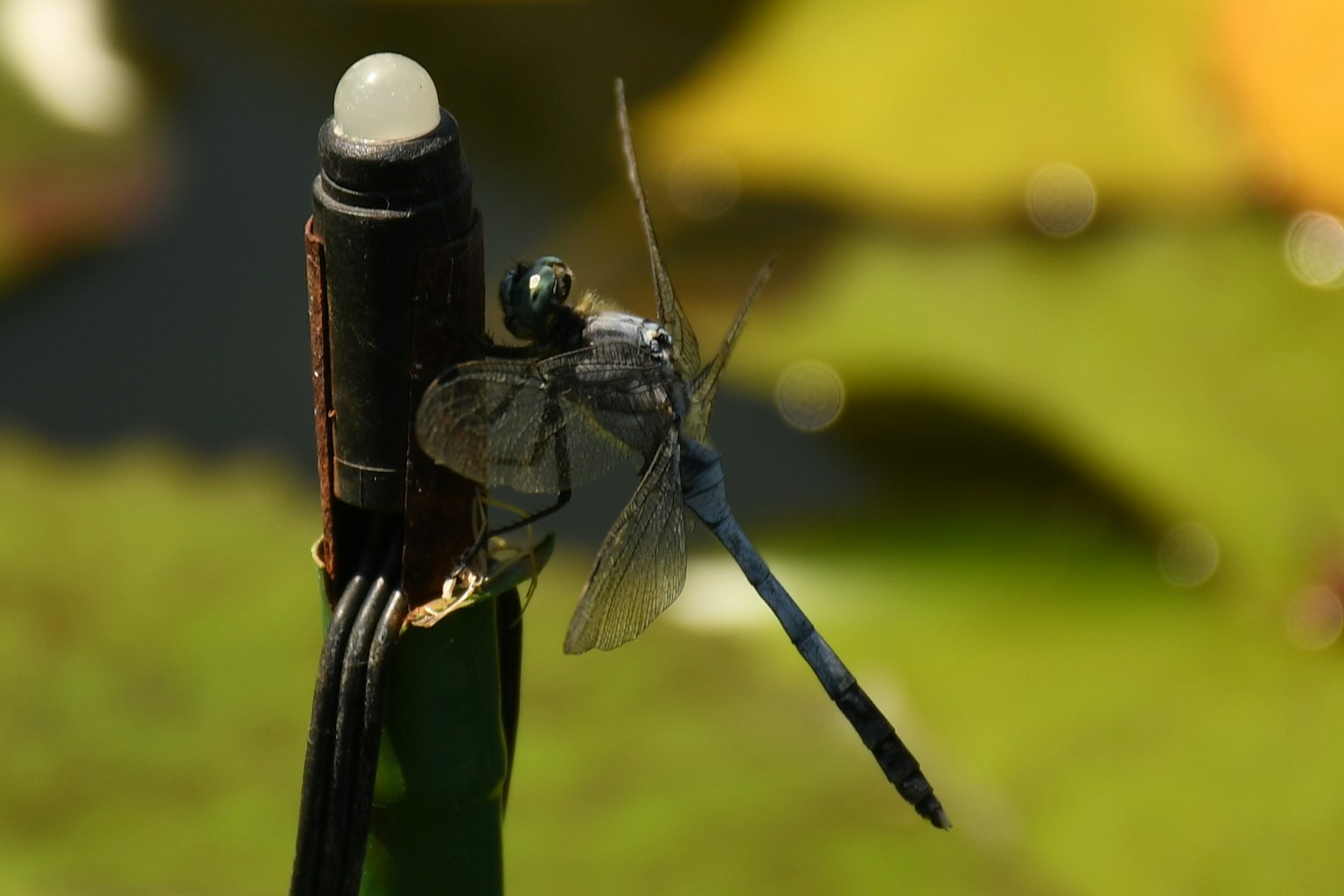 Libellule bleue posée sur une tige verte
