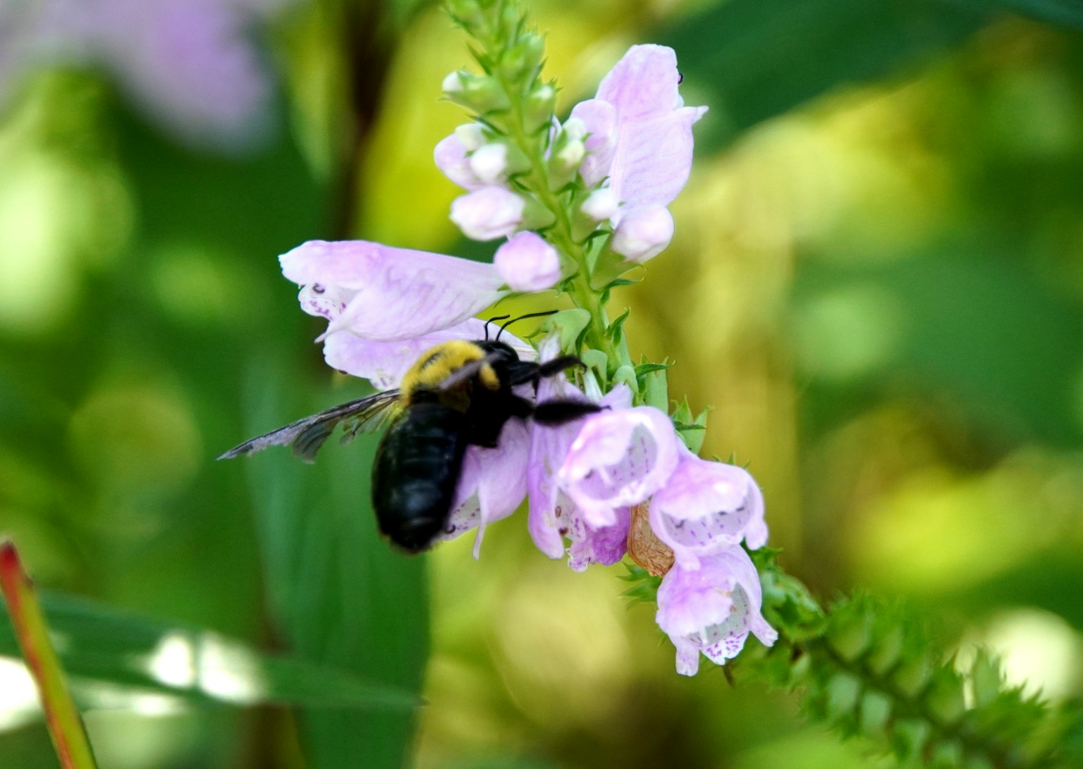 Una abeja negra posada sobre flores moradas claras en un entorno natural