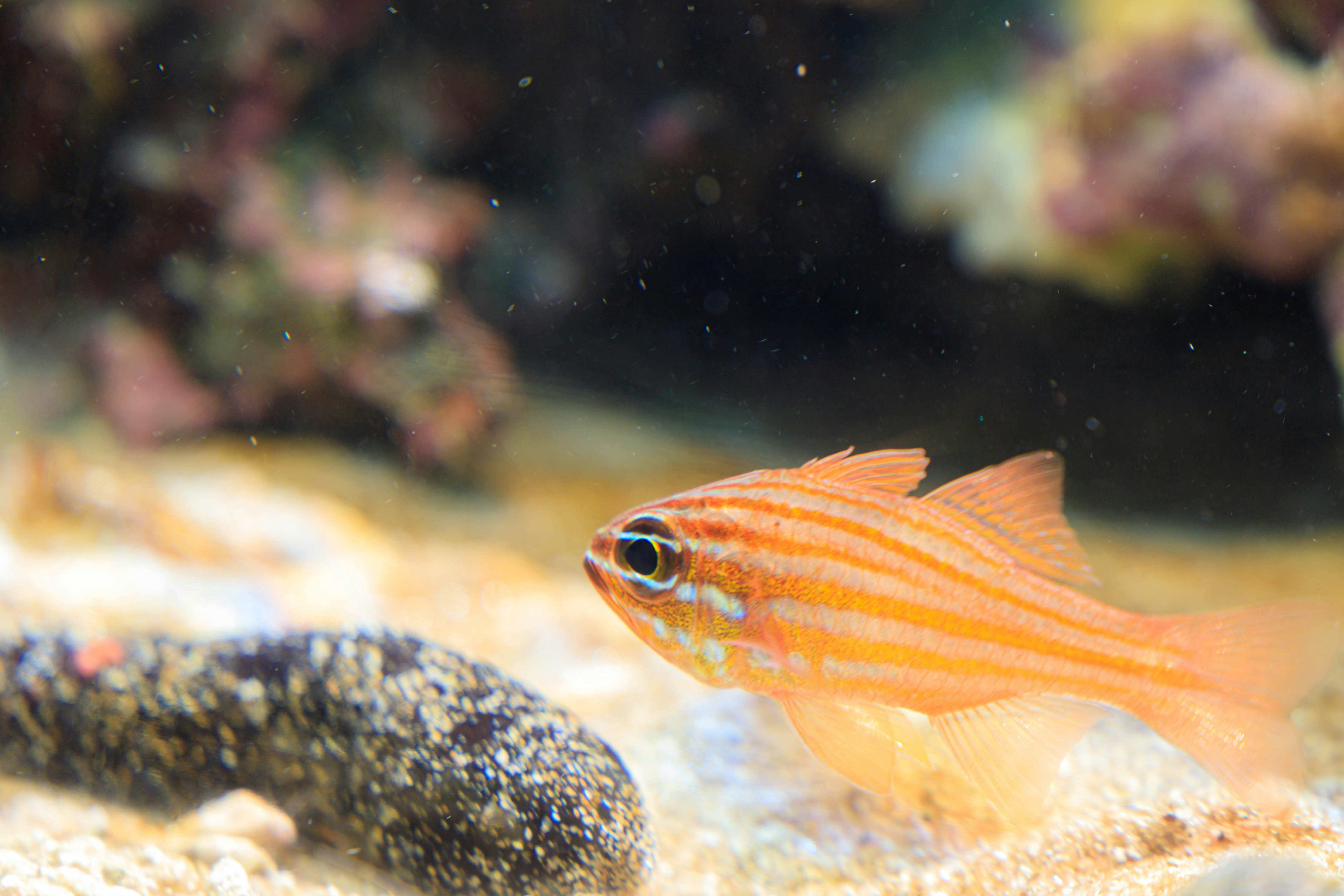 水族箱里游动的橙色热带鱼