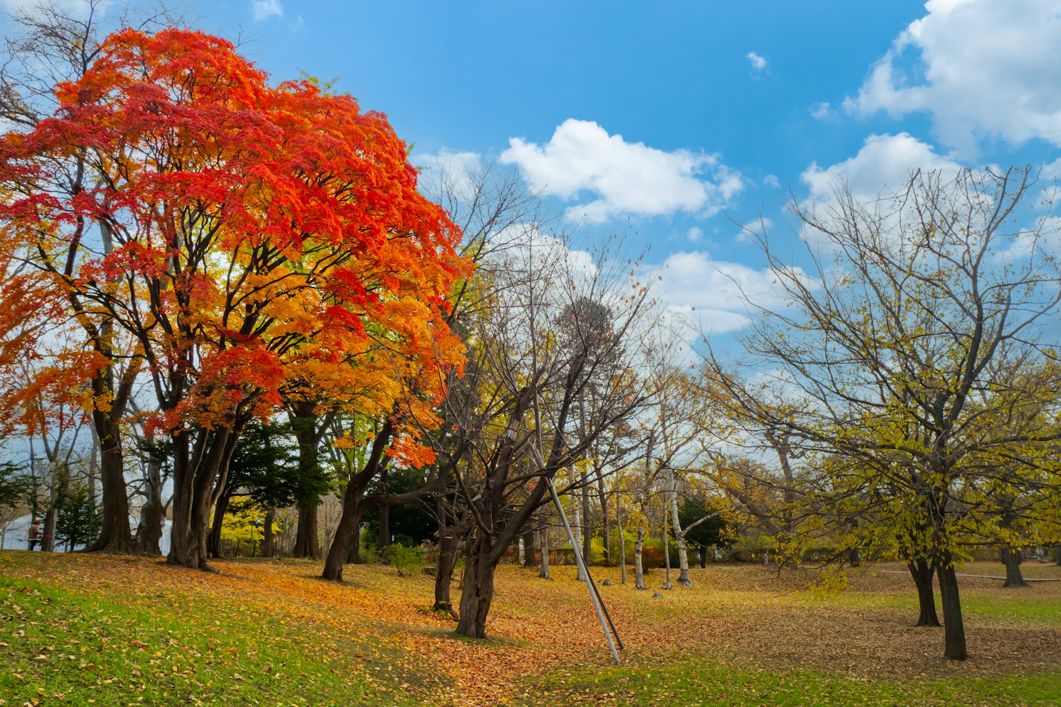 ทิวทัศน์สวนฤดูใบไม้ร่วงที่มีต้นไม้ใบสีแดงสด