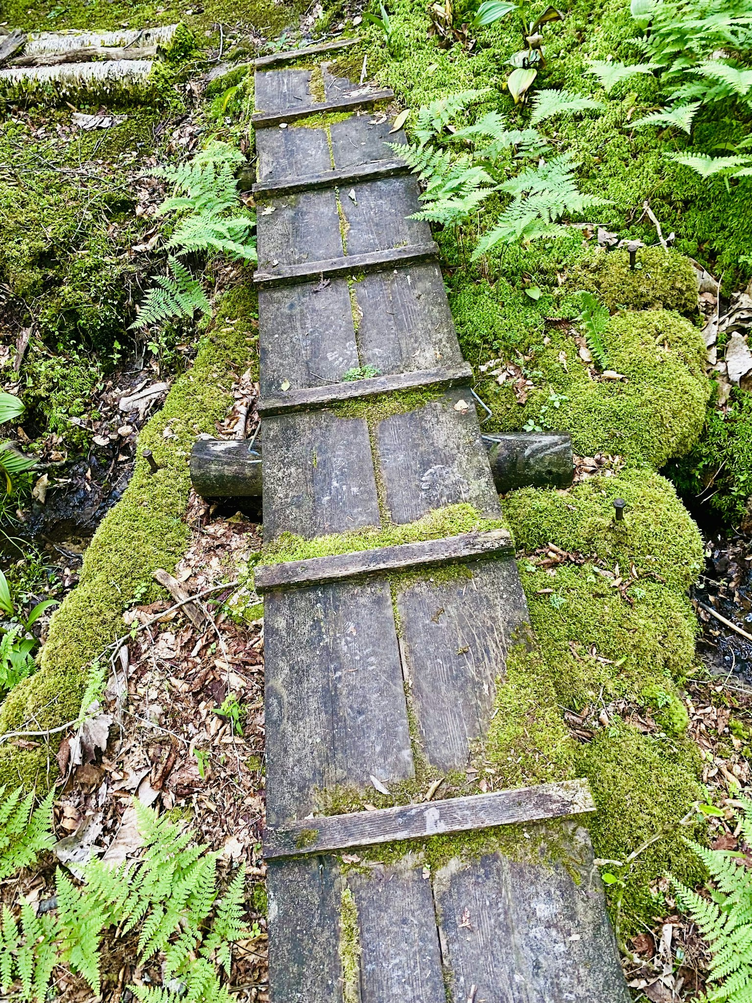 Puente de madera cubierto de musgo en un bosque