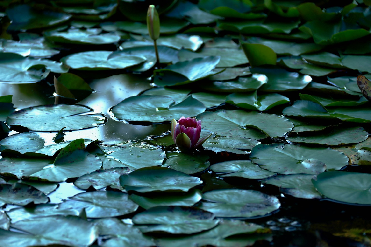 photo-gC8DIBySqaAr61XnX1ft-image