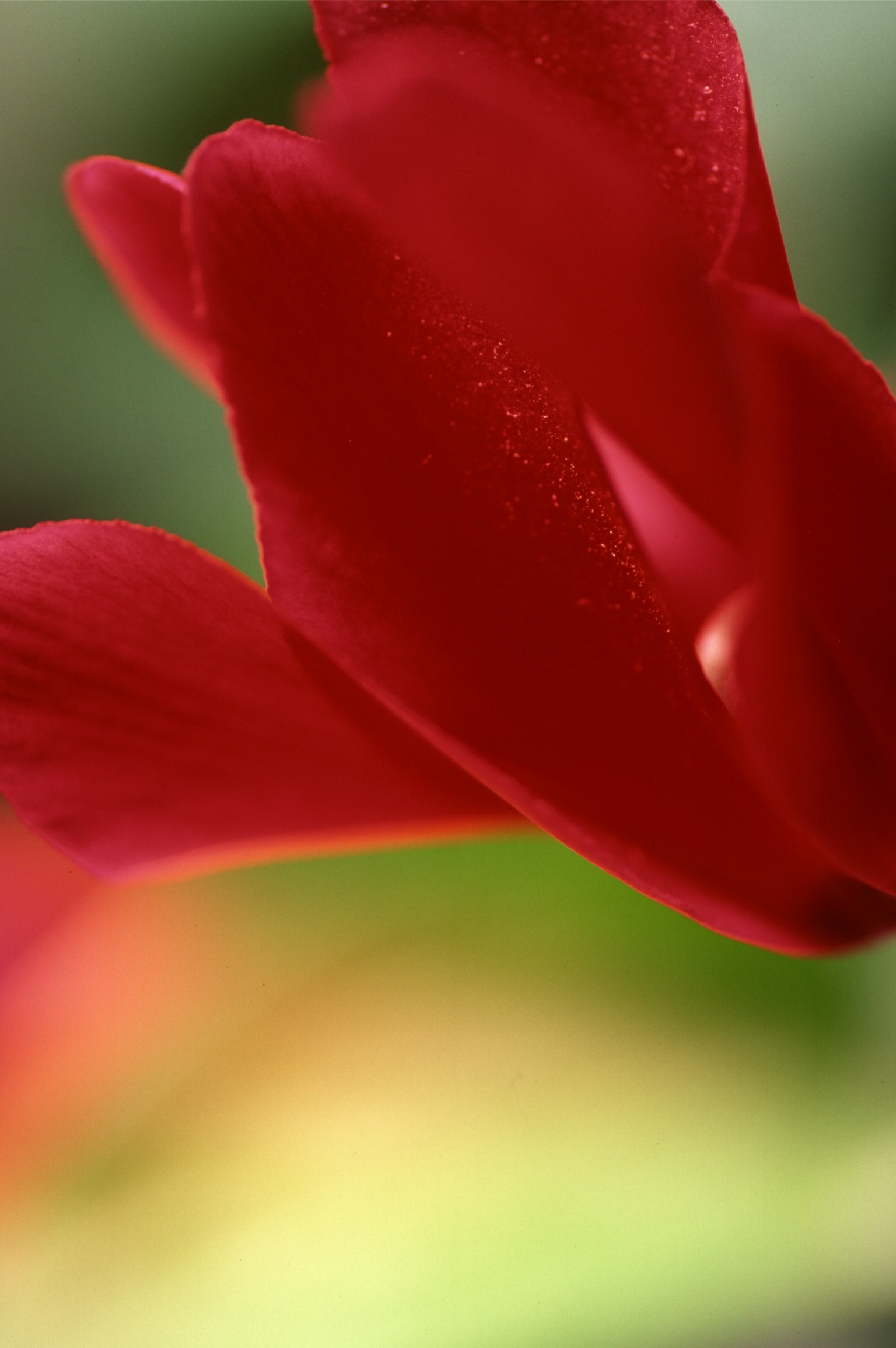 Nahaufnahme eines lebhaften roten Blütenblattes mit unscharfem grünem Hintergrund