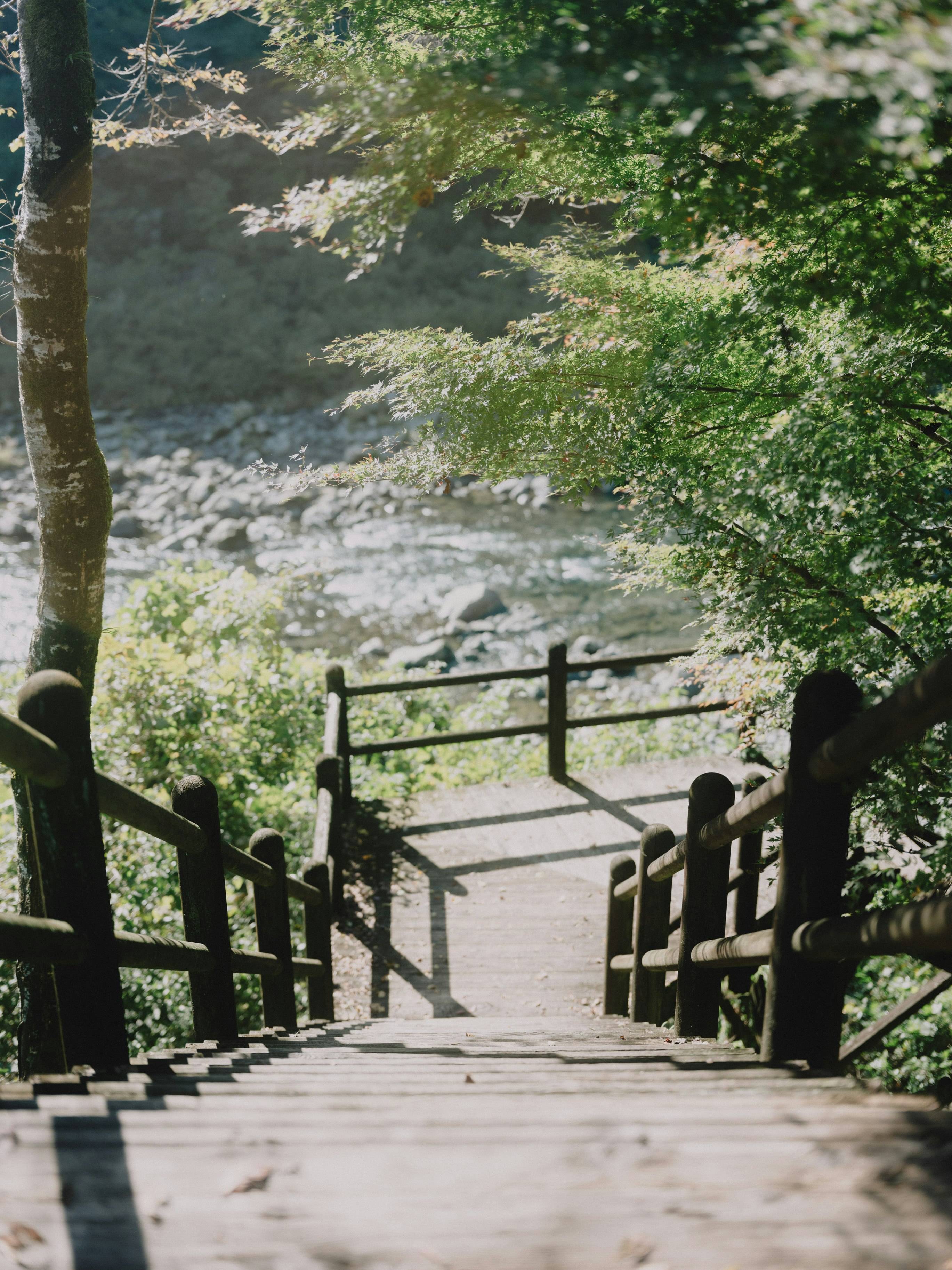 riverbank trees and a stairway path