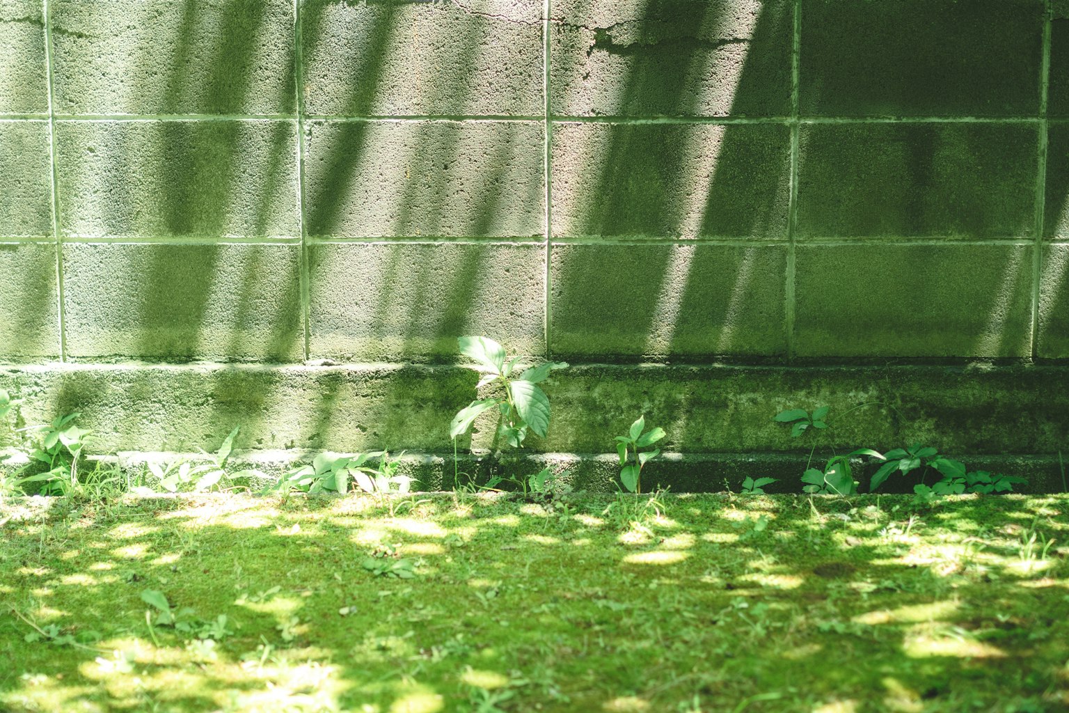 混凝土牆與綠色草坪和陰影