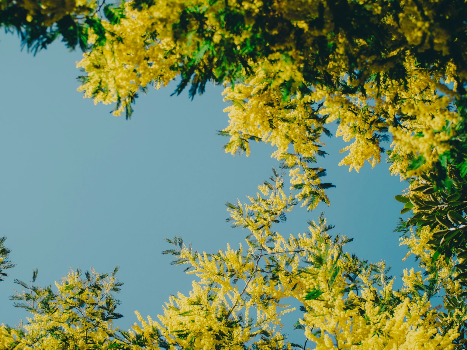 Rami di un albero con fiori gialli contro un cielo blu