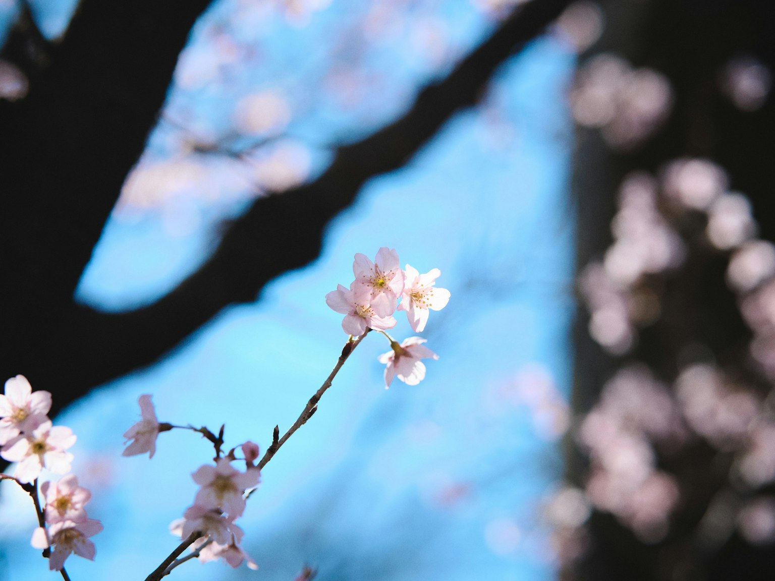 Un ramo di fiori di ciliegio rosa pallido contro un cielo blu