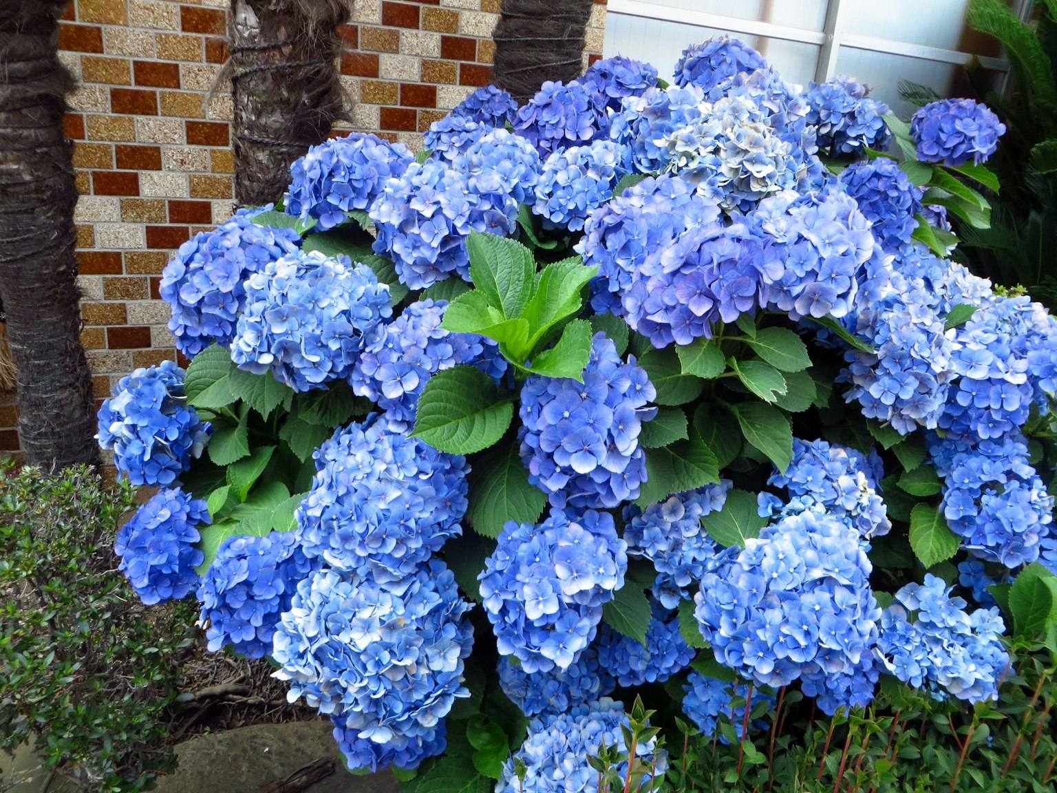 Flores de hortensia azules vibrantes en flor en un jardín
