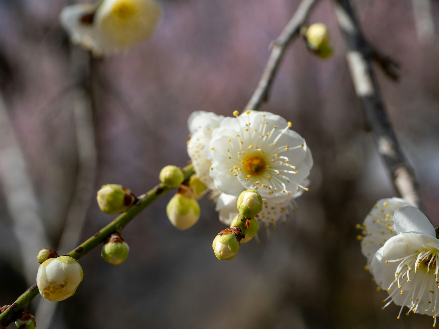 Close-up of a branch with white flowers and buds