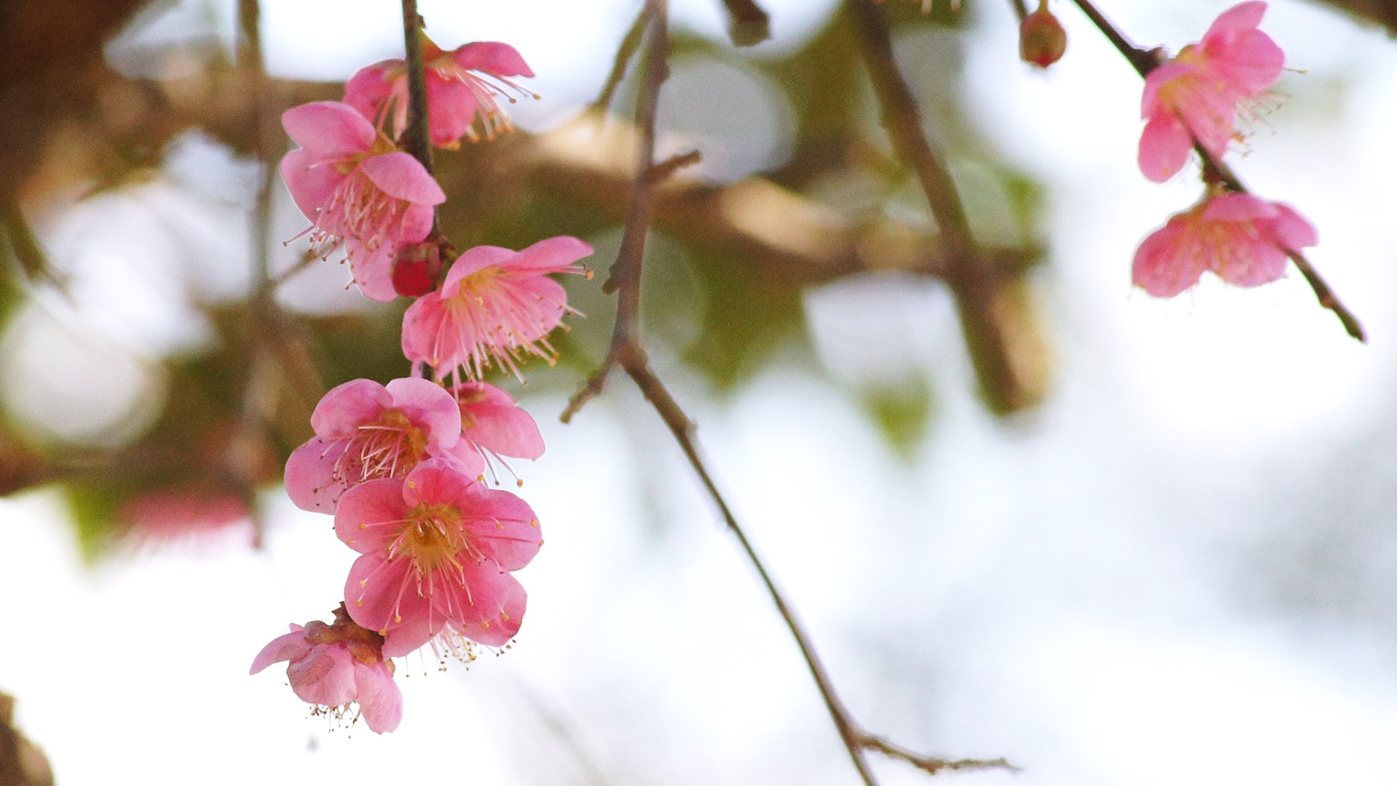 Nahaufnahme von Kirschblütenzweigen mit lebhaften rosa Blüten
