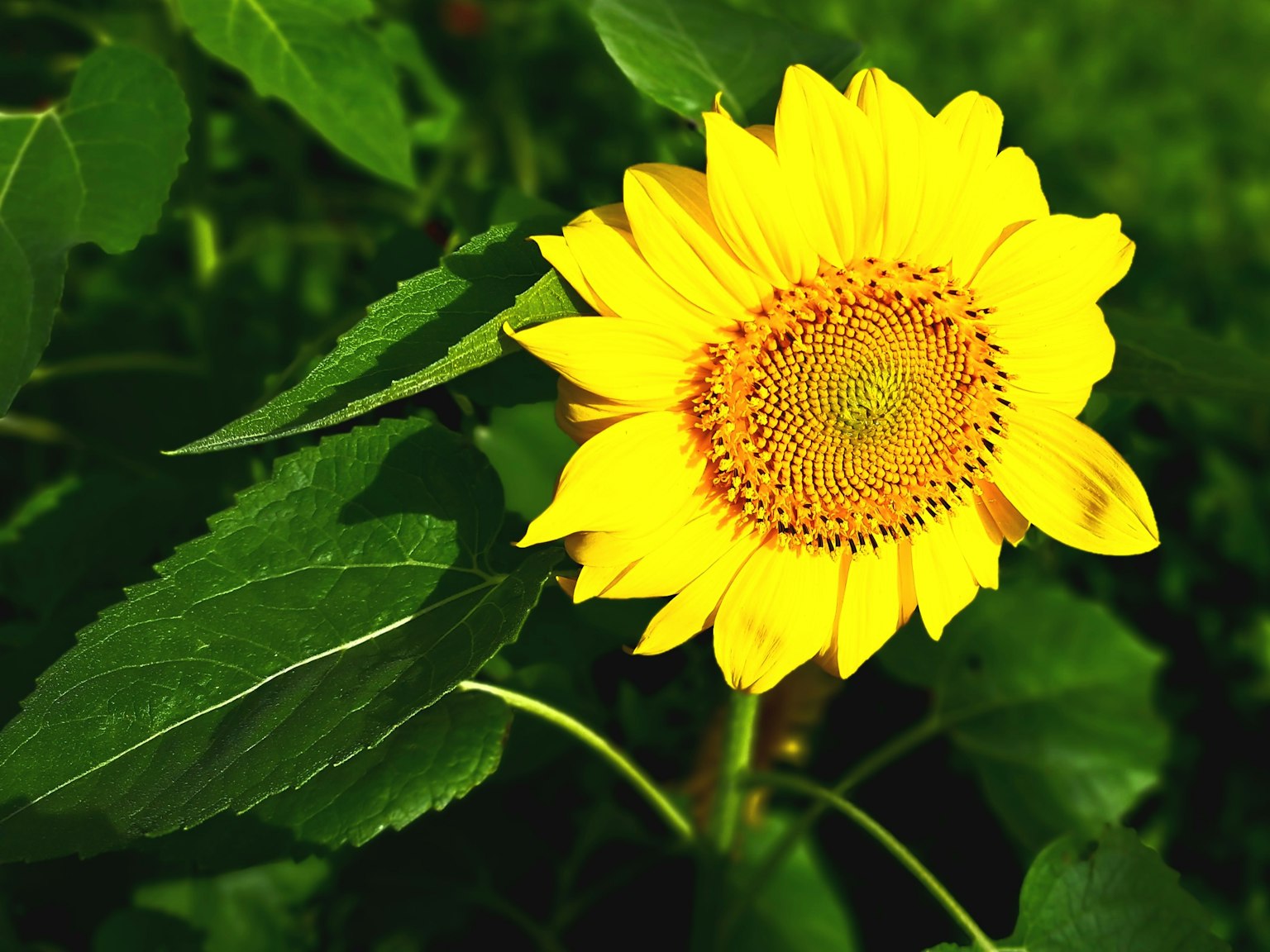Bright yellow sunflower blooming among green leaves
