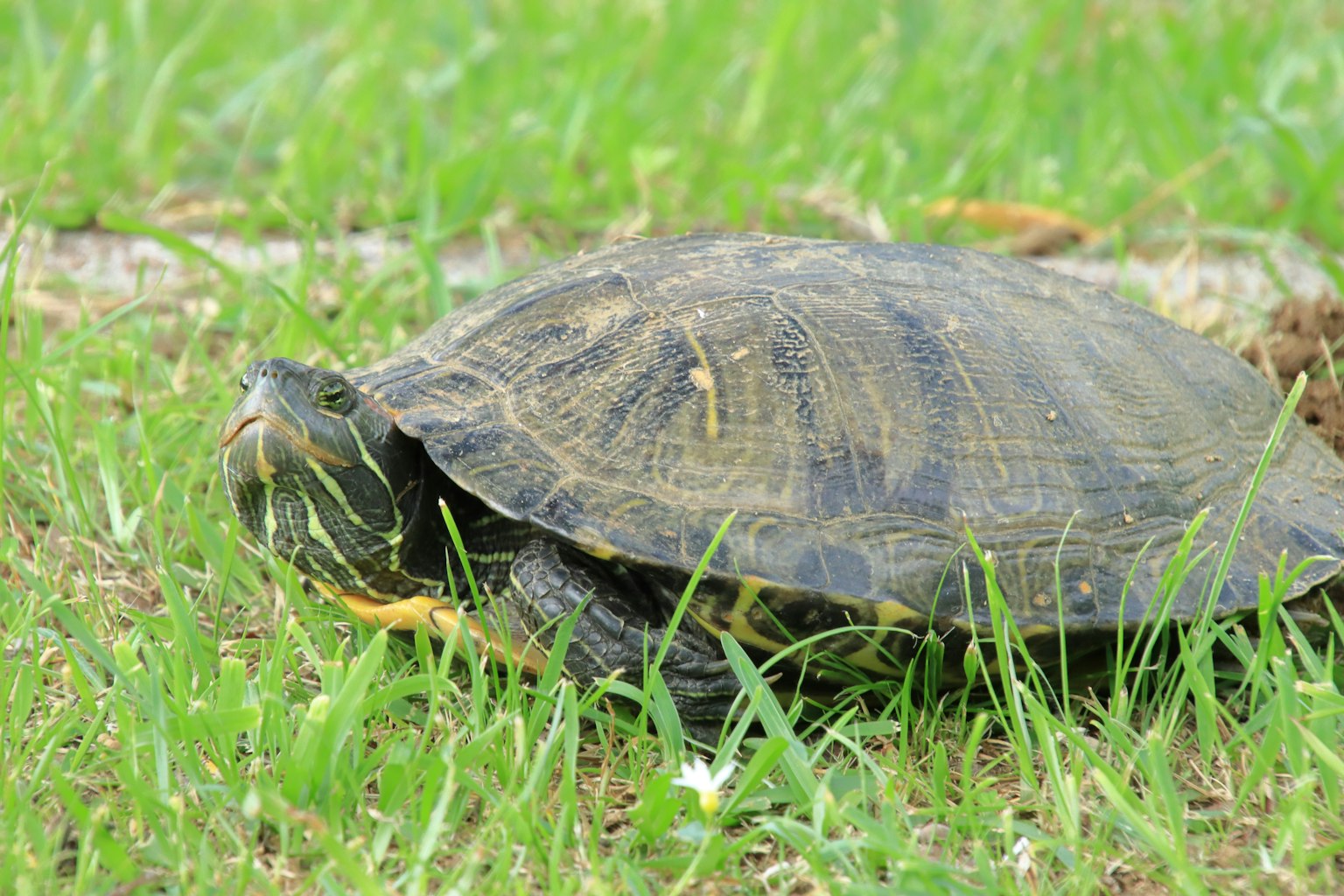 A turtle on green grass
