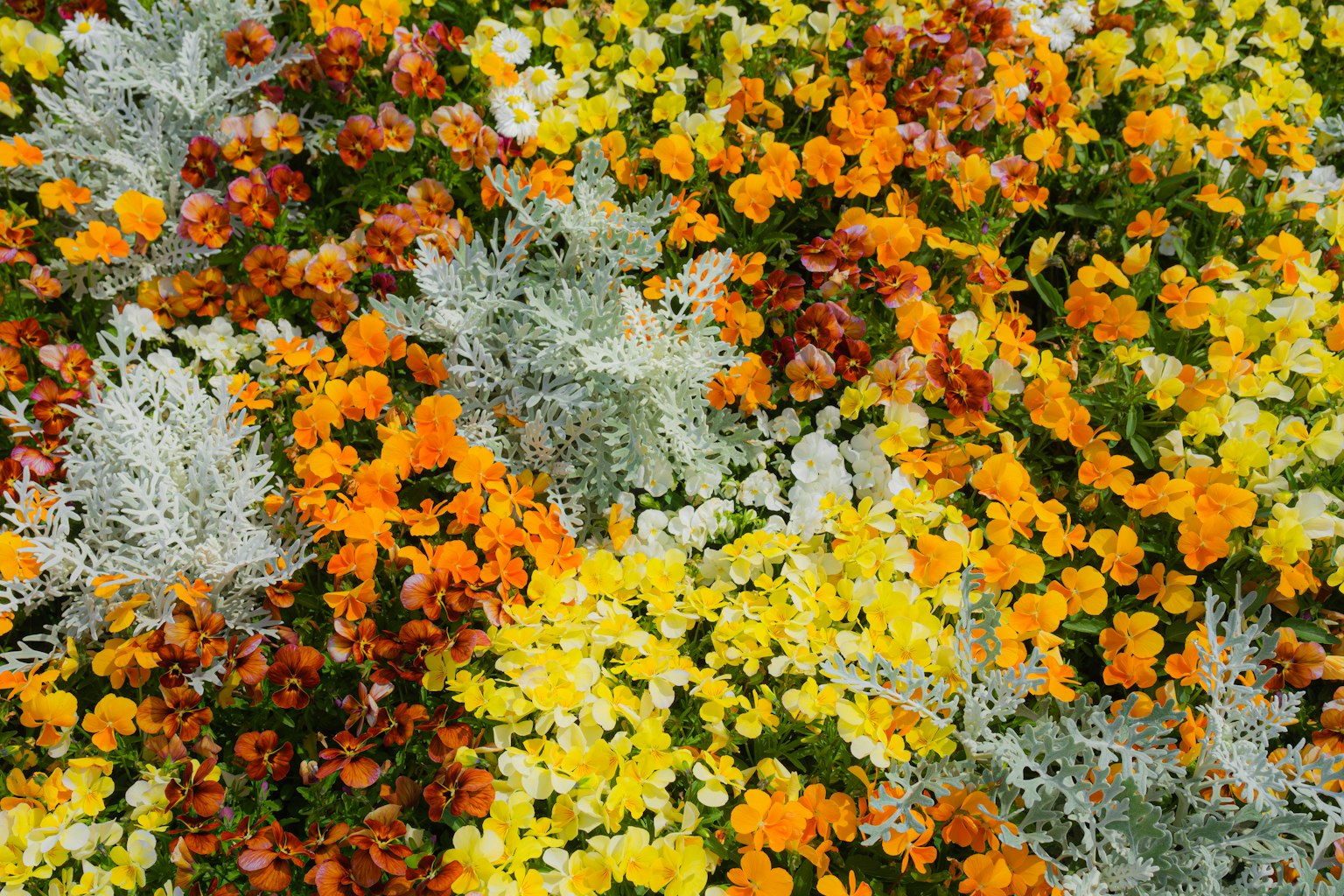 Mélange vibrant de fleurs orange, jaunes et blanches dans un beau parterre de fleurs