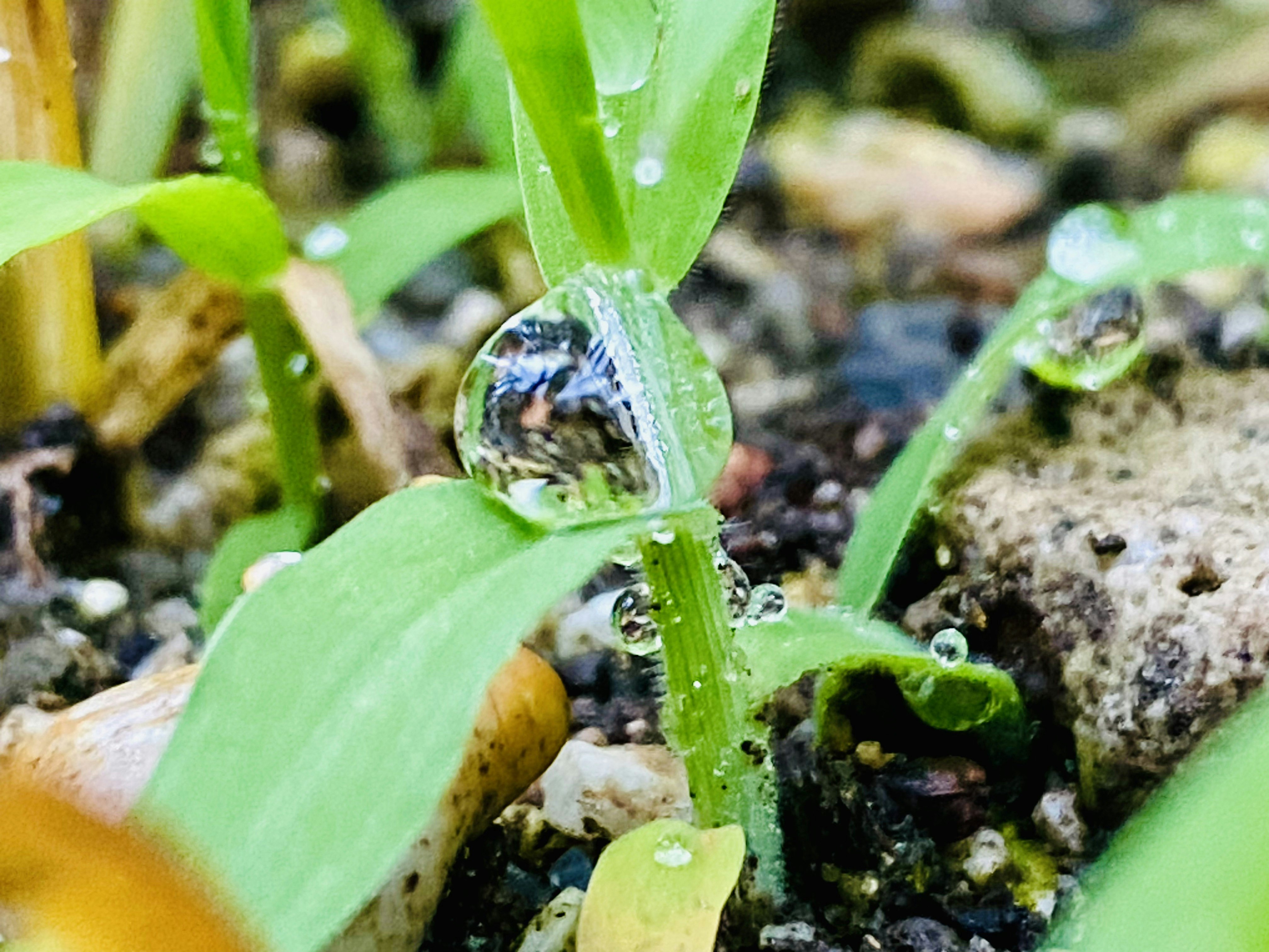 tetesan air di daun dengan serangga kecil di atas tanah
