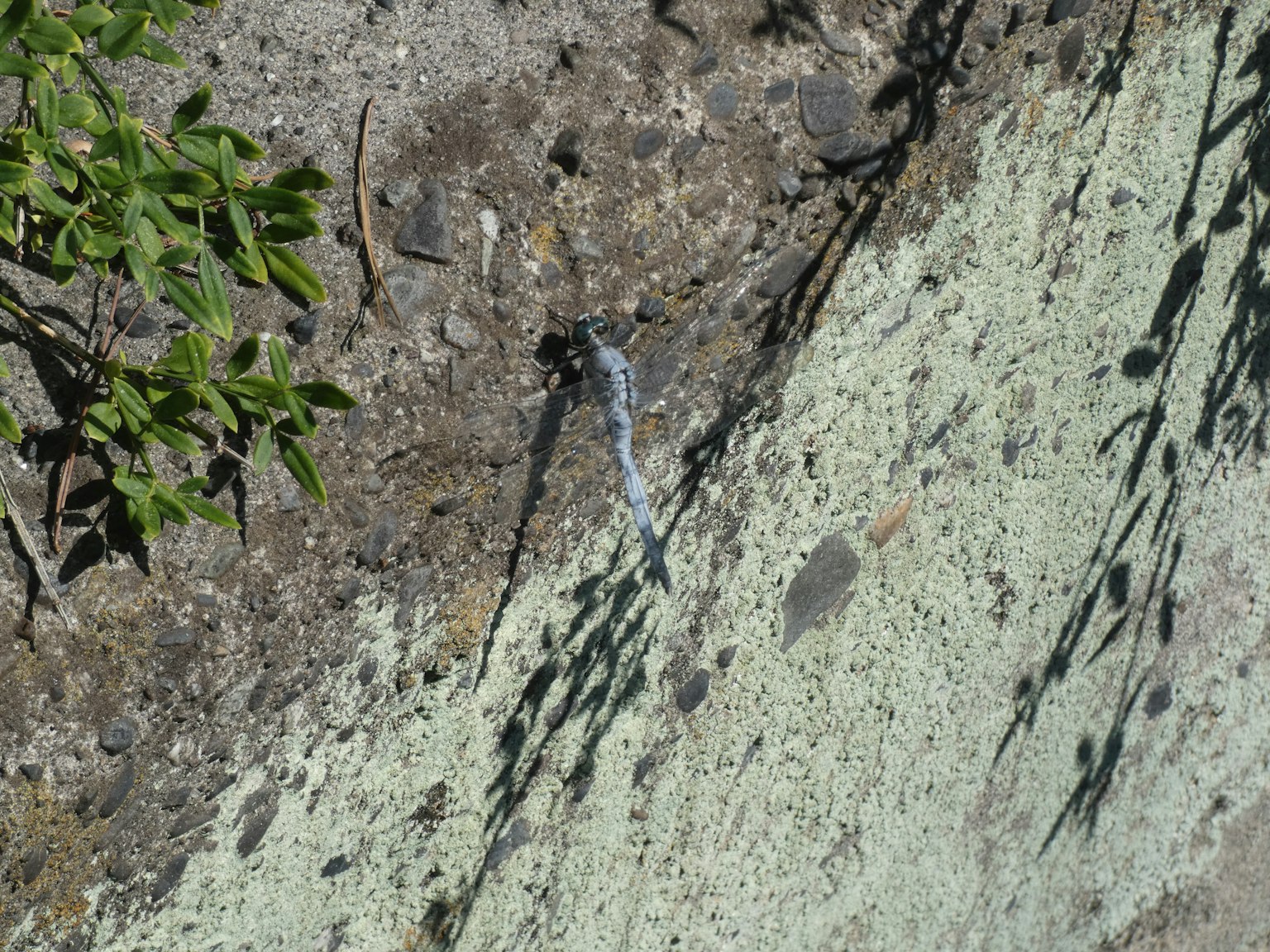 水流過混凝土牆與植物陰影