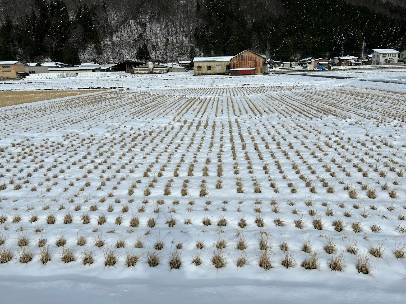 Champ de riz enneigé avec des rangées de bottes de riz et des maisons en arrière-plan