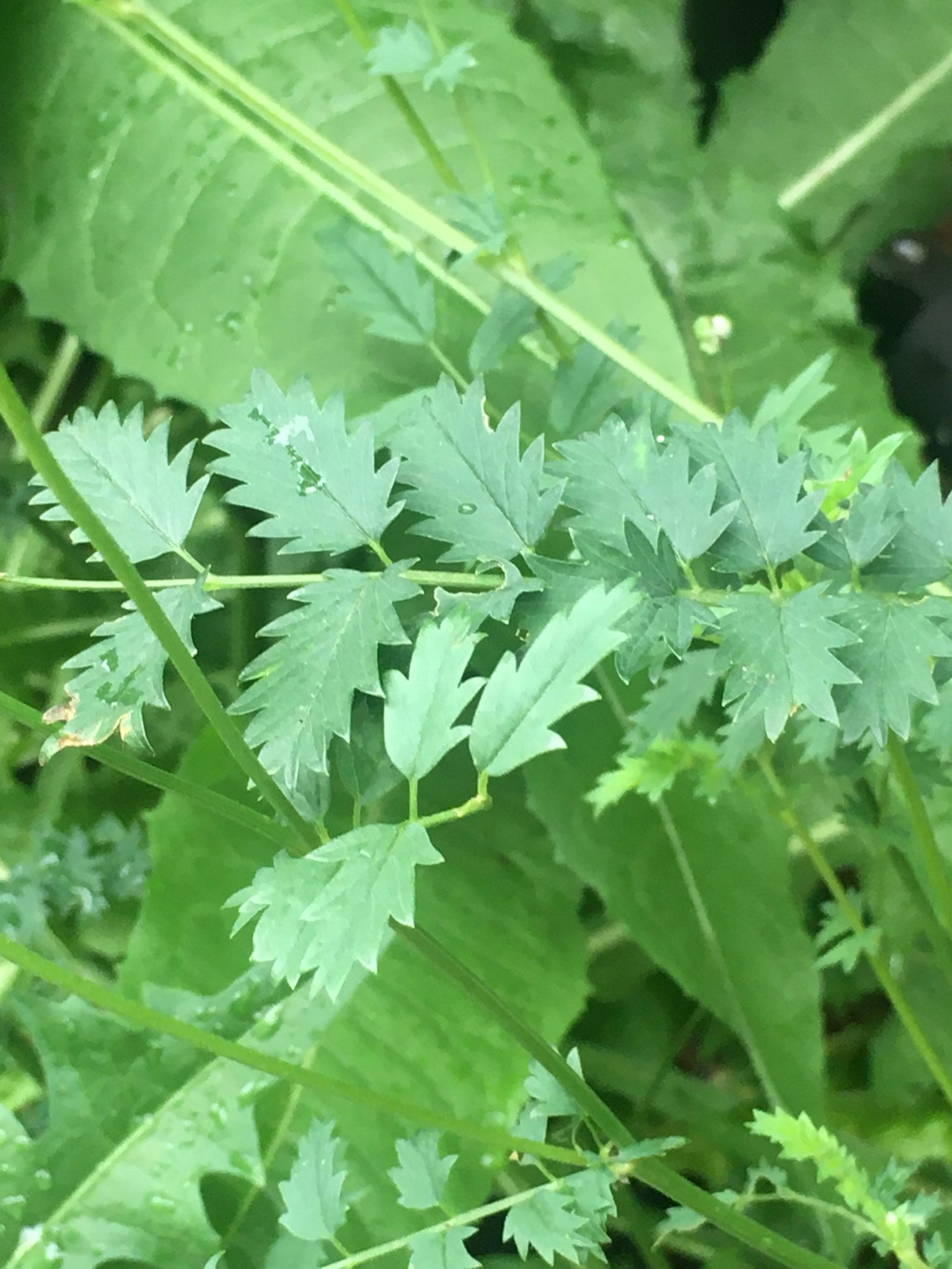 綠色植物的特寫，具有鋸齒狀的葉子