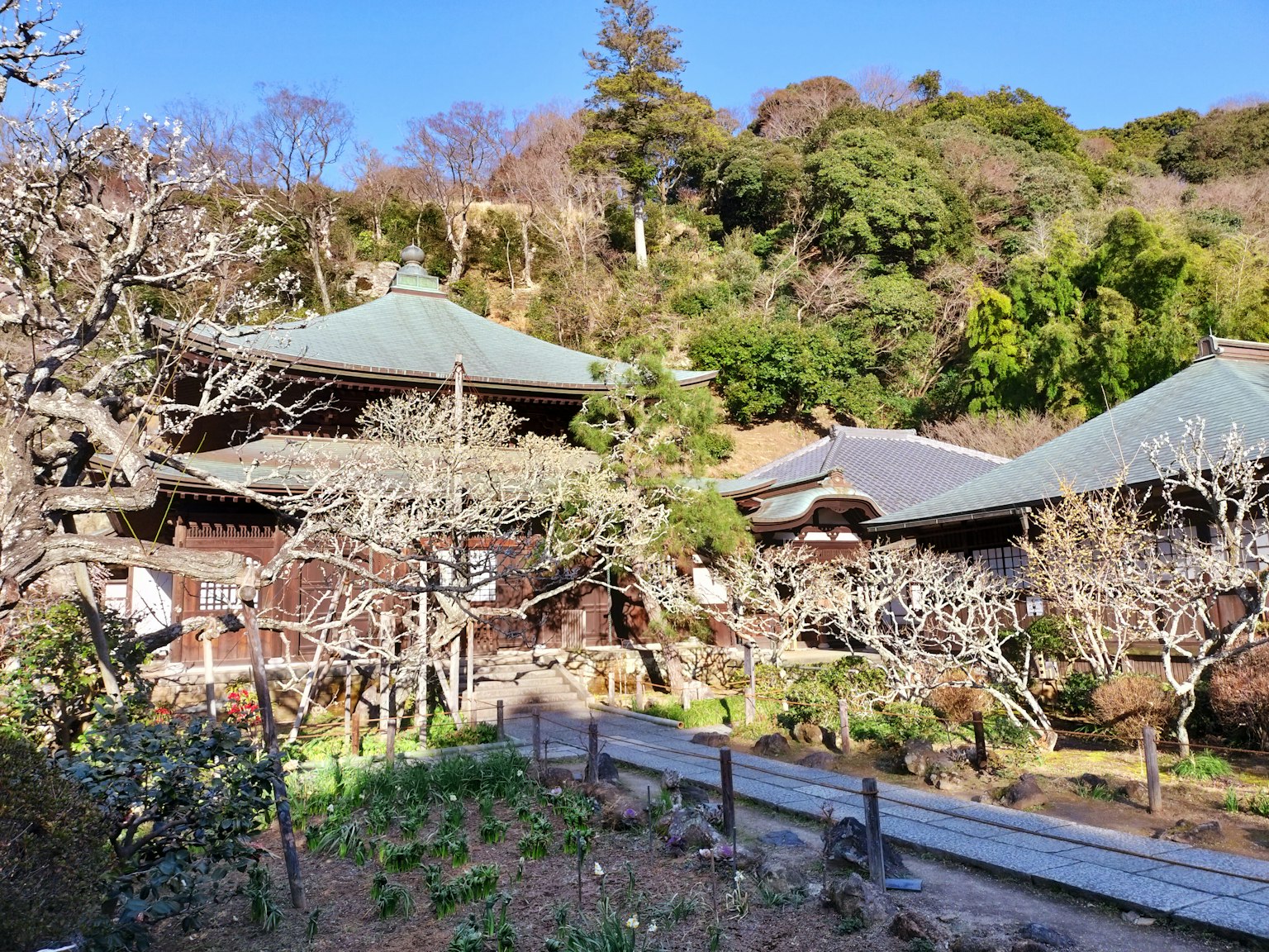 被绿色树木环绕的传统日本建筑