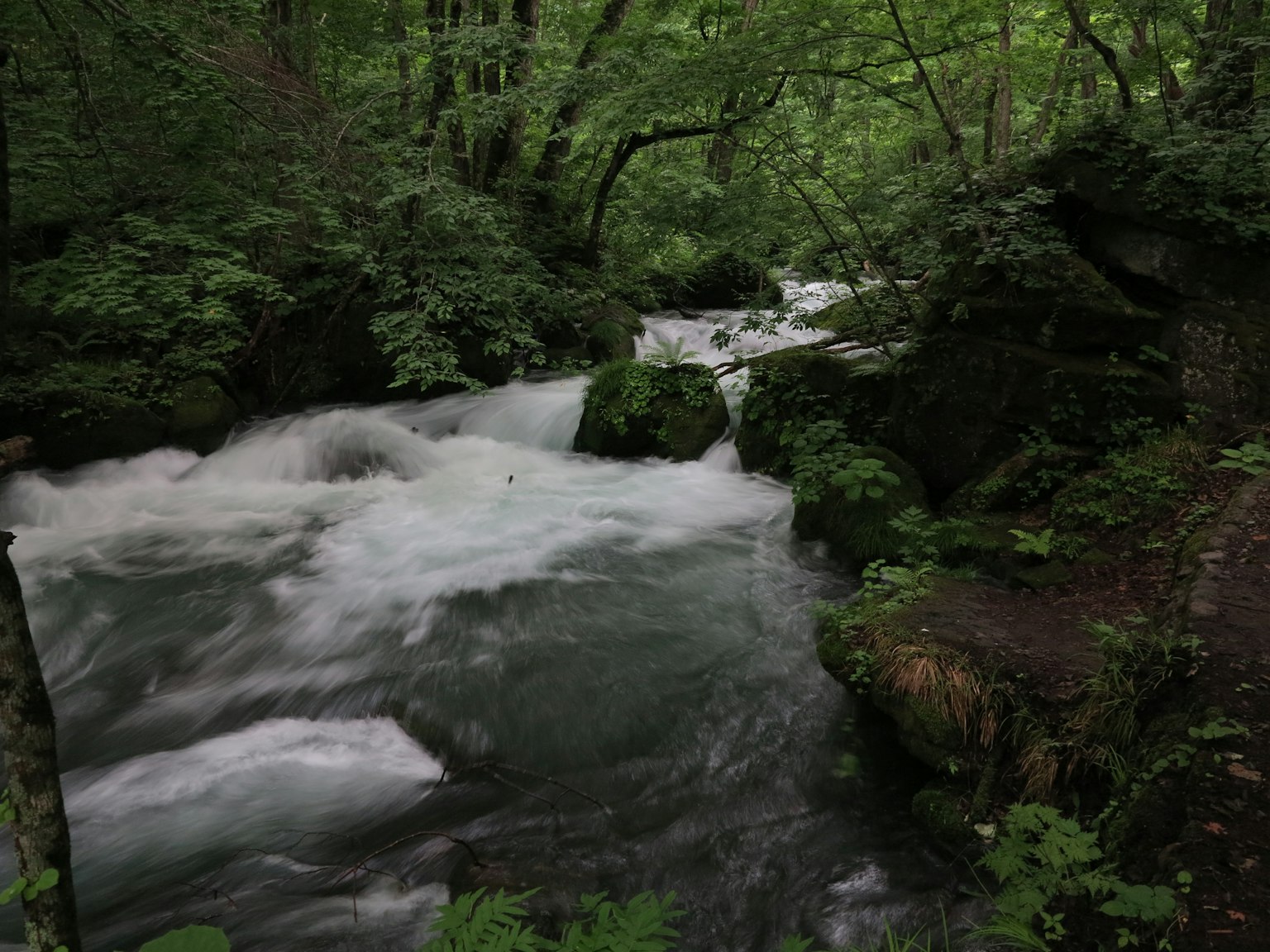 A flowing stream surrounded by lush green trees