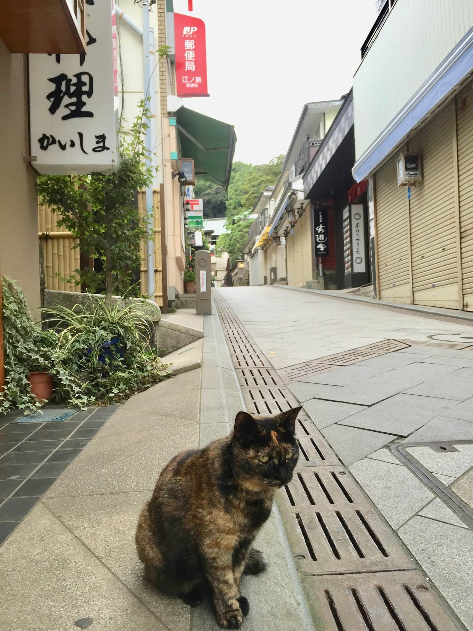 A cat sitting on a quiet street with shops