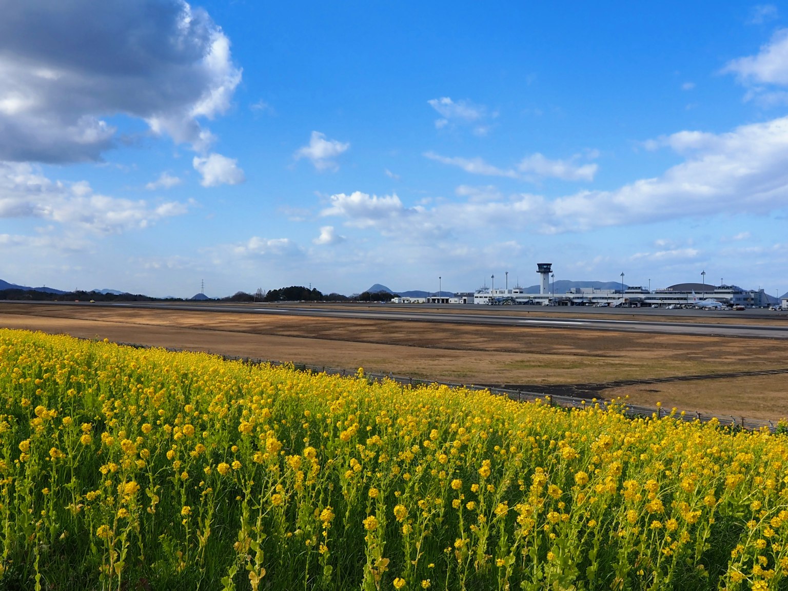 Gelbes Rapsfeld unter blauem Himmel mit weißen Wolken und einem fernen Flughafen